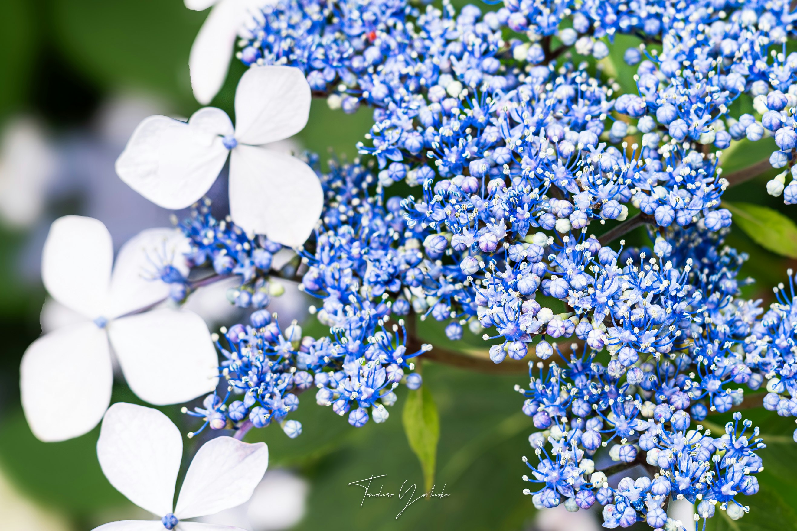 青いアジサイの花と白い花びらのクローズアップ