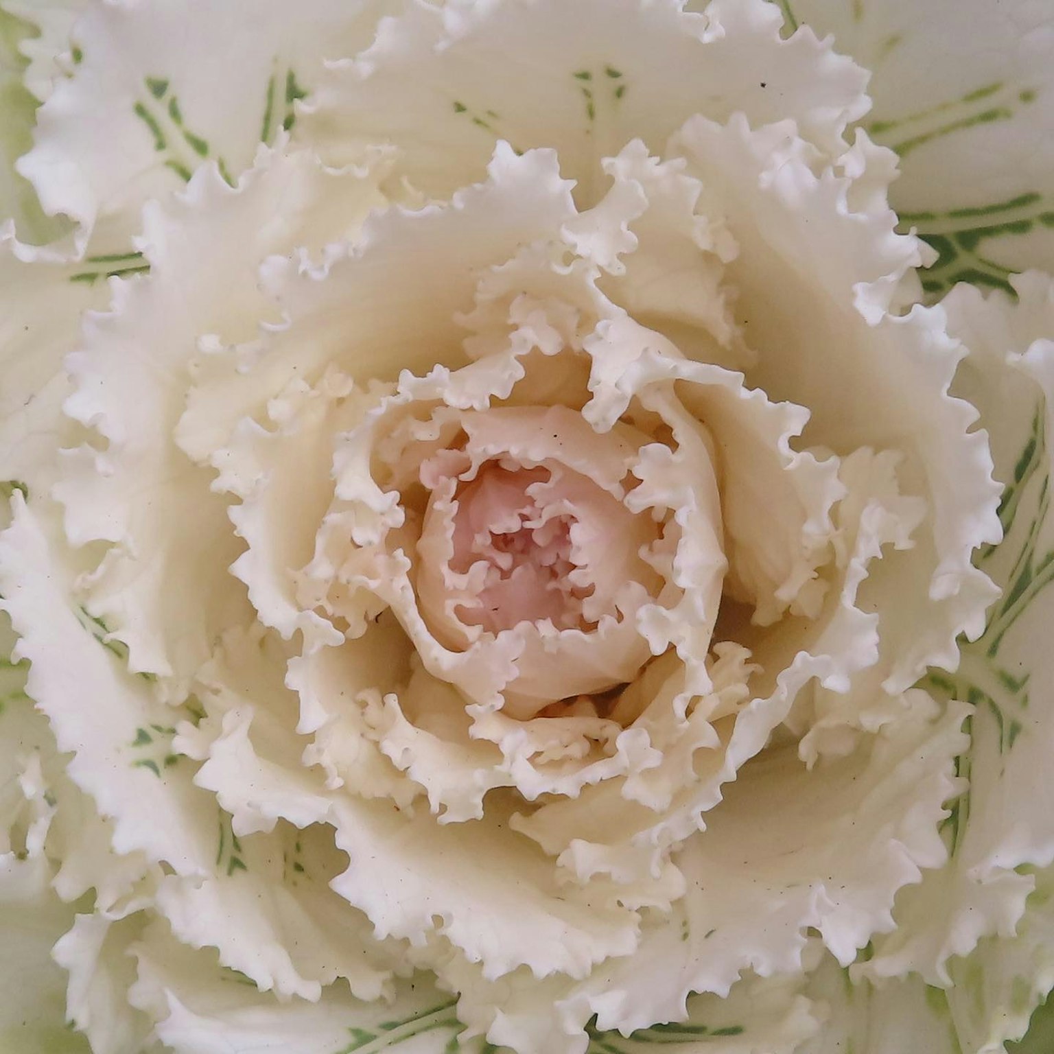 Primo piano di un fiore di garofano bianco che mostra petali morbidi e dettagli delicati