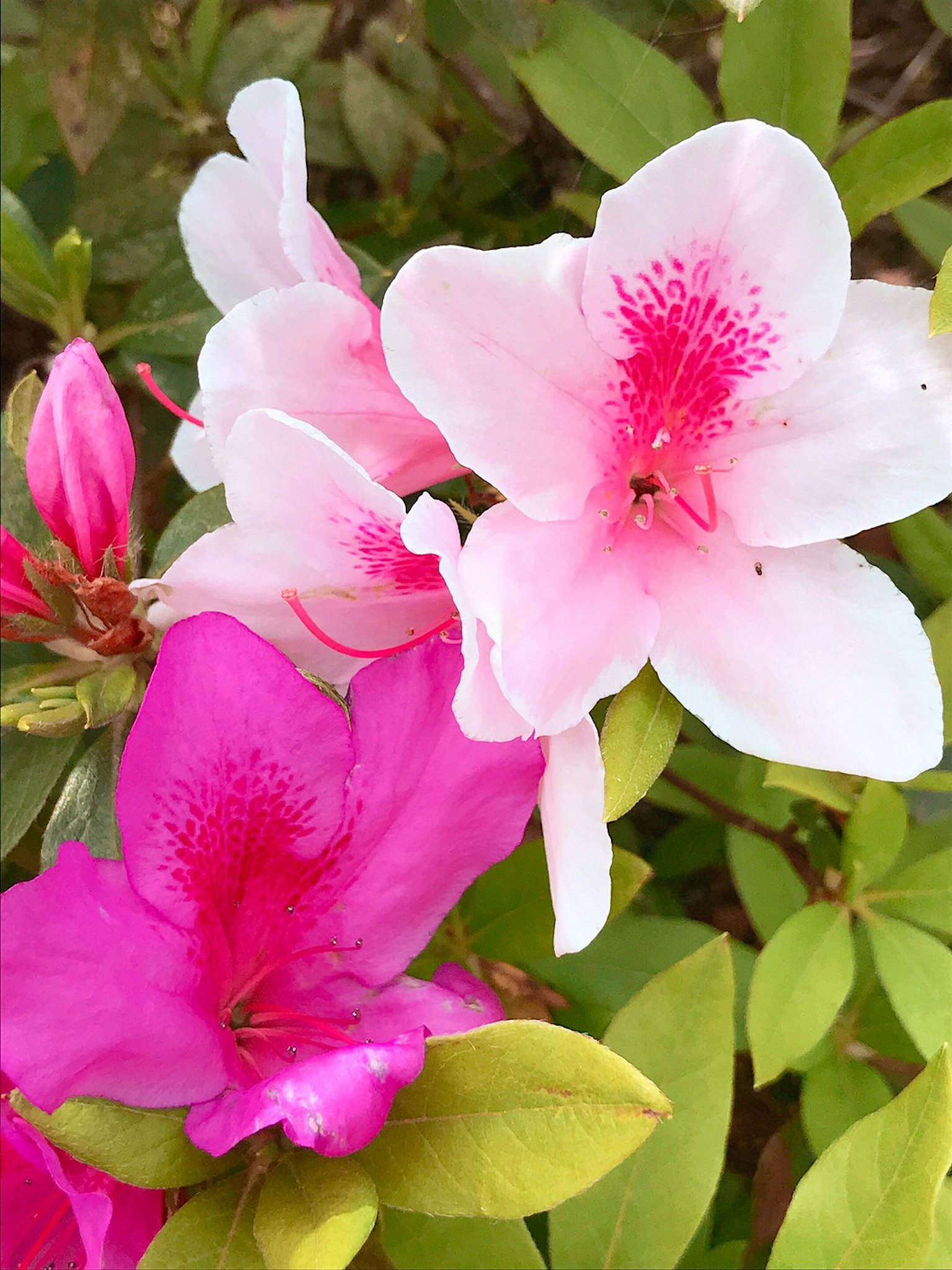 Fiori di azalea rosa e bianchi in fiore