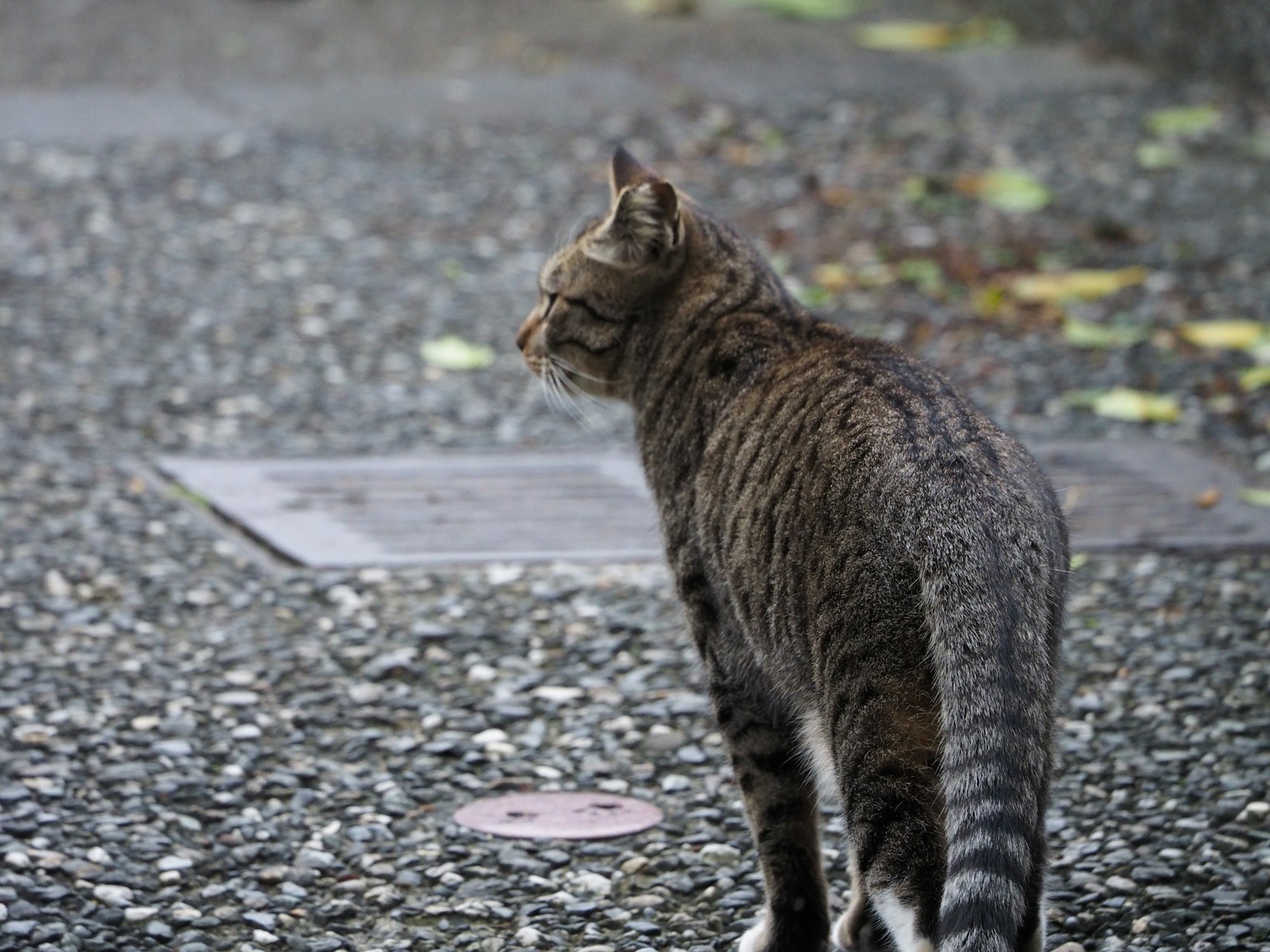 Un gatto in piedi su ghiaia che guarda lontano