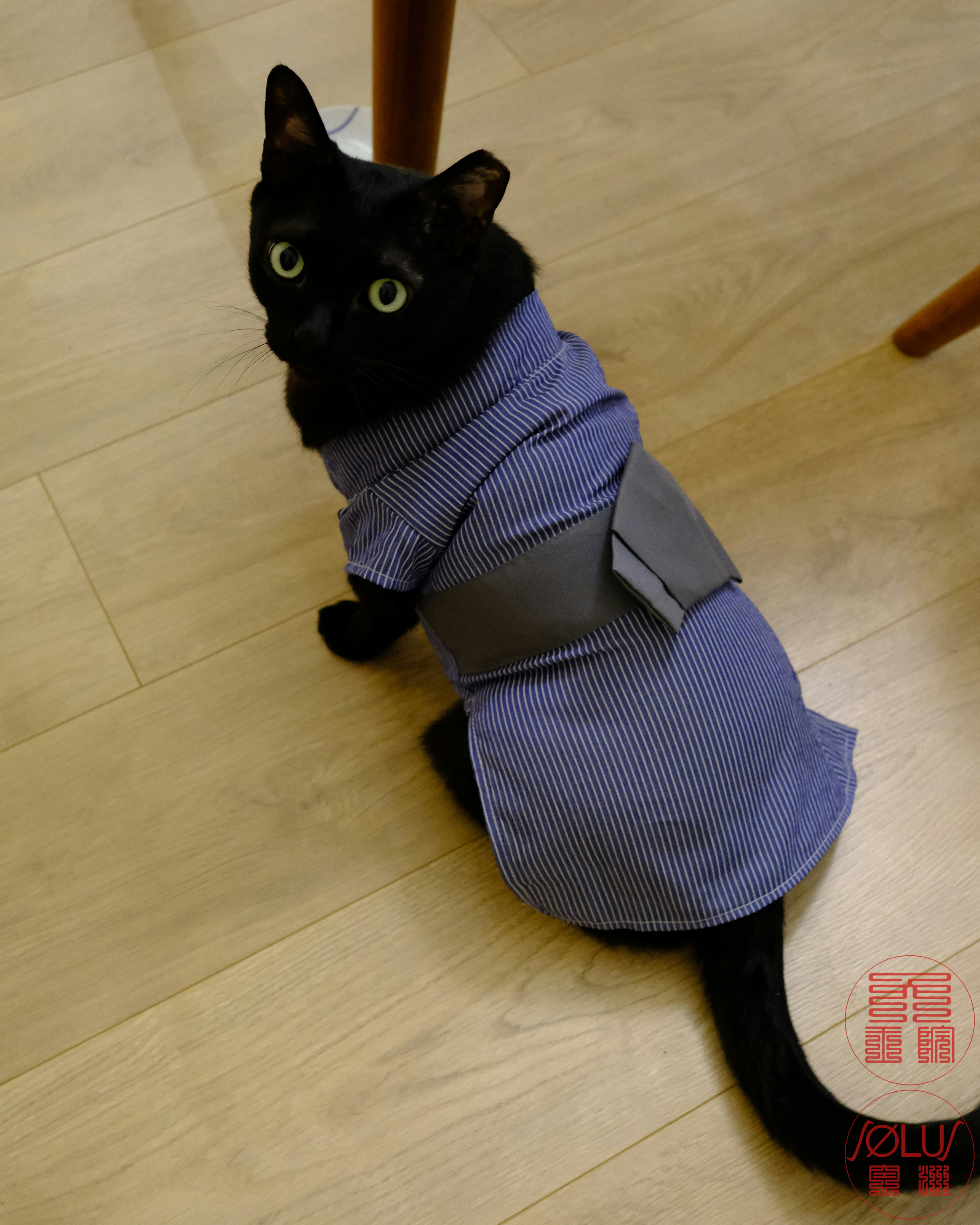 黒猫がストライプの服を着た室内での佇まい