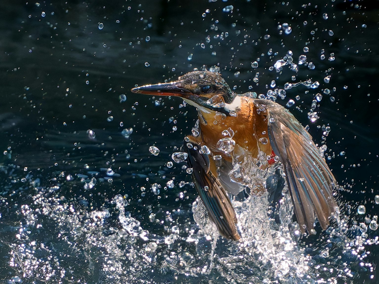 A kingfisher emerging from water with splashes surrounding it