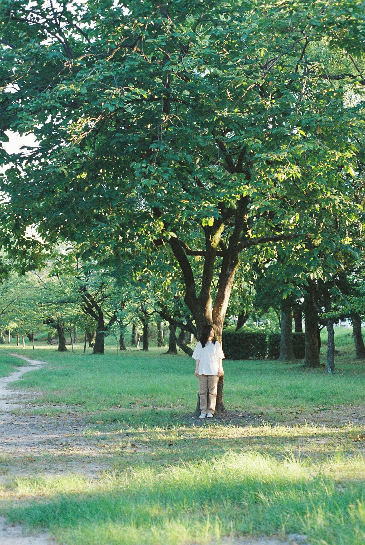 Person steht unter einem großen grünen Baum in einem Park