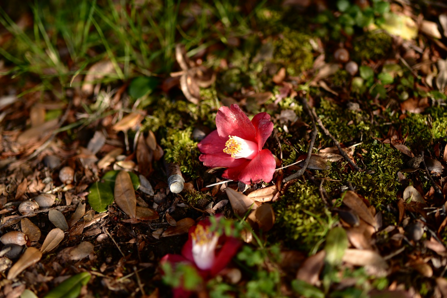 Fiore rosso disteso sul terreno circondato da erba verde e muschio