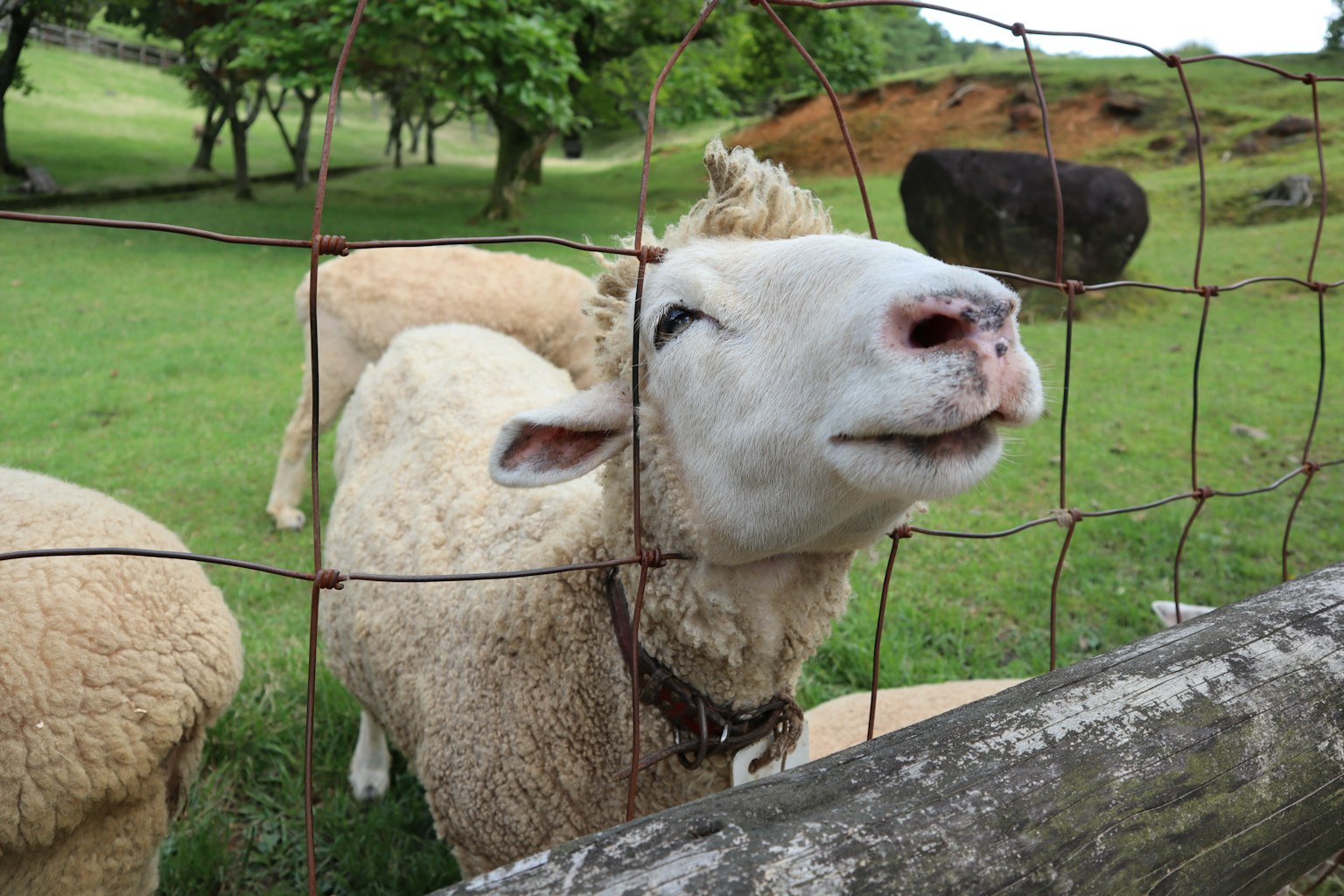 Ein Schaf, das sich über einen Zaun in einer grünen Wiese lehnt