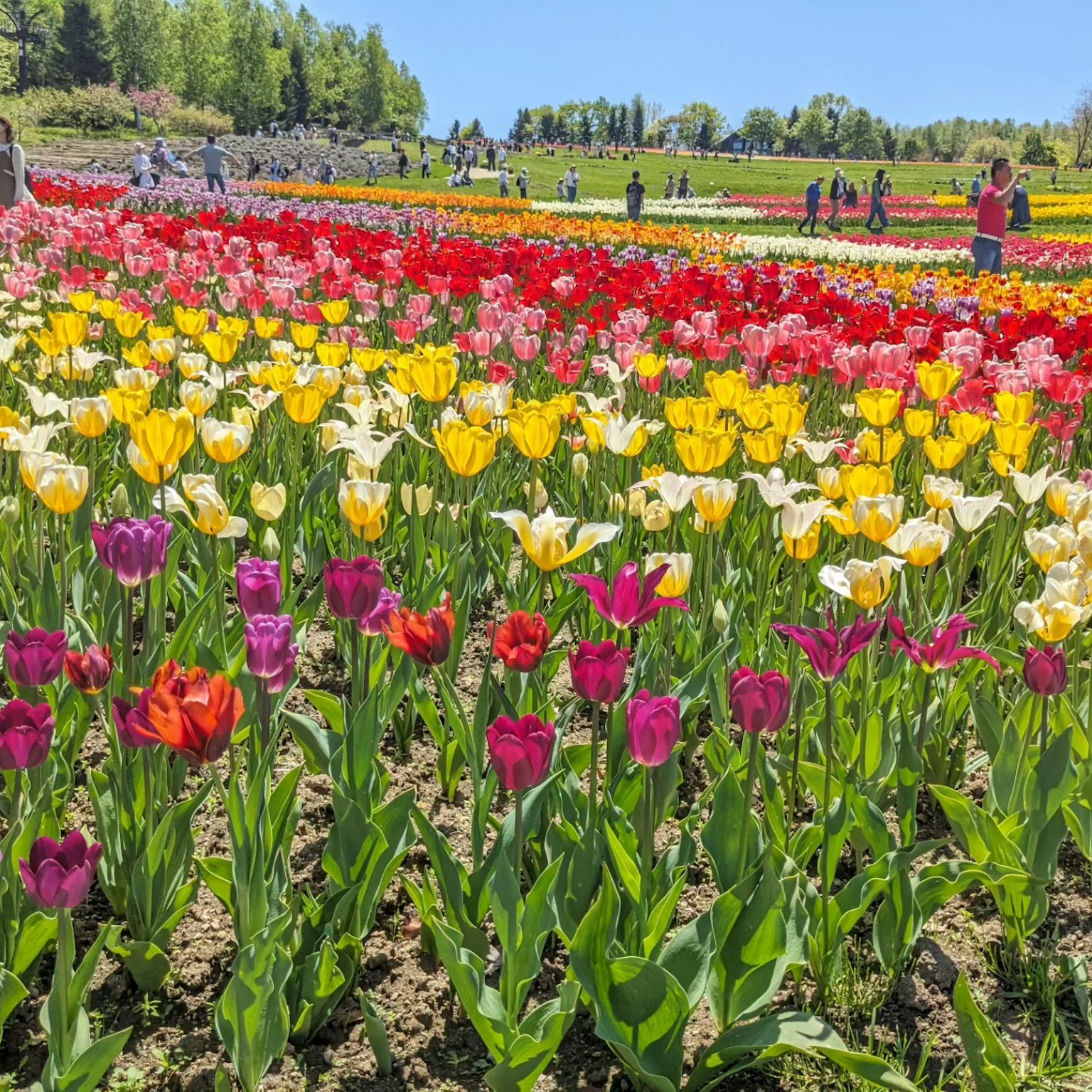 Un campo di tulipani colorati con persone che passeggiano tra i fiori