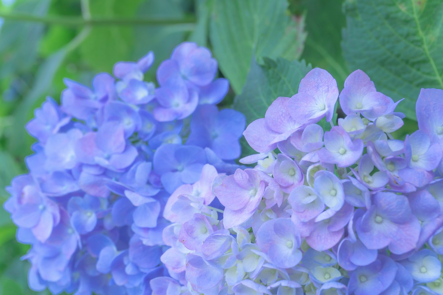 Büschel von blauen und lila Hortensienblüten in voller Blüte