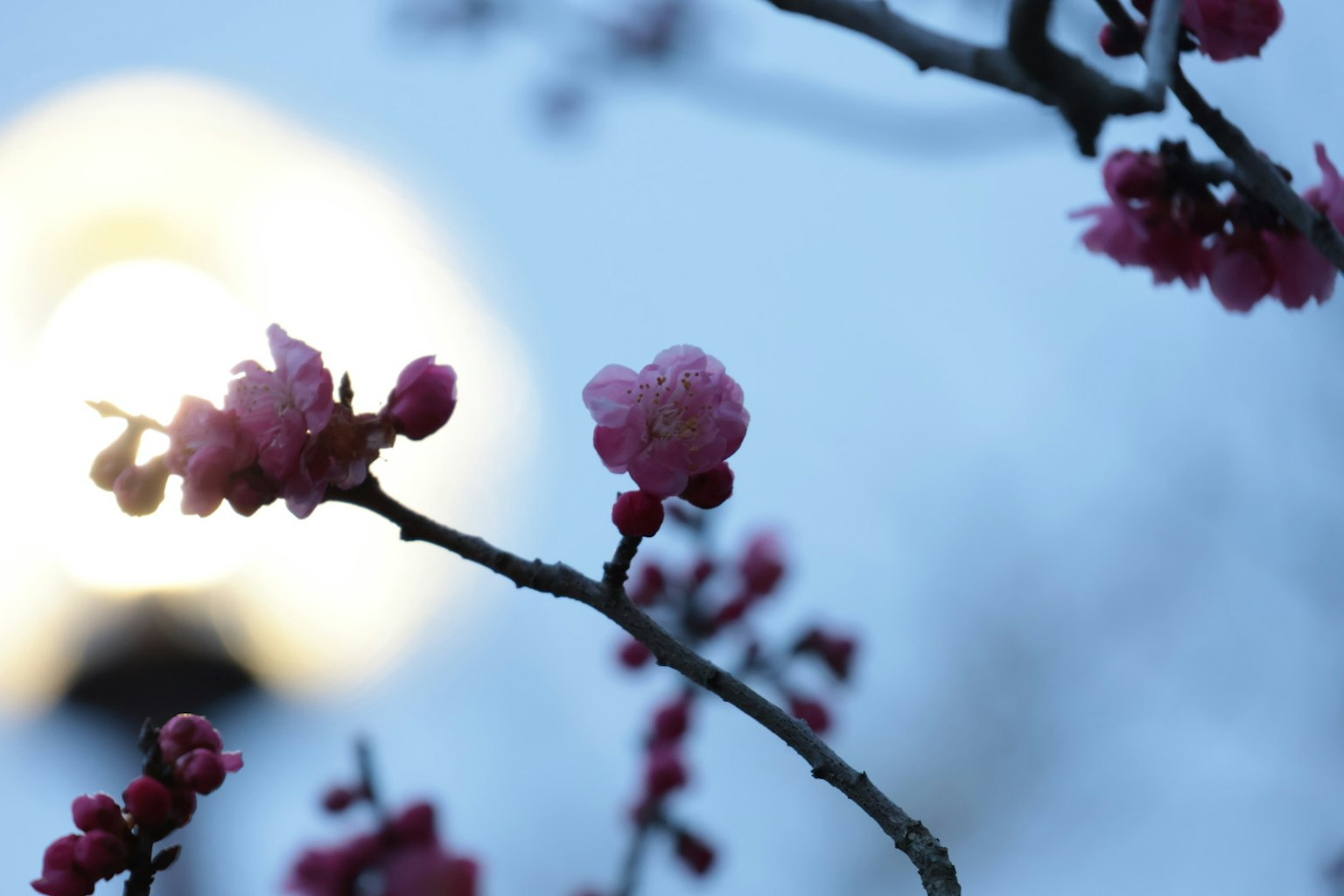 Fiori rosa su uno sfondo blu chiaro con una luce sfocata