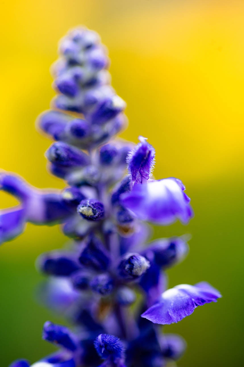 黄色い背景に咲く青いラベンダーの花のクローズアップ