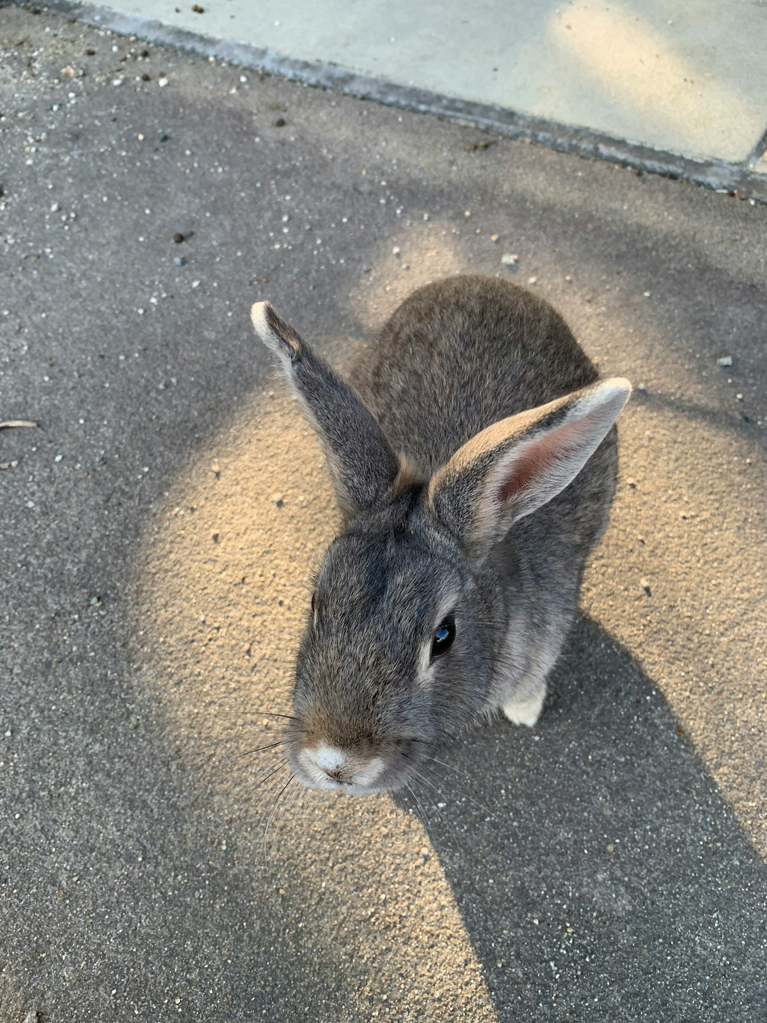 Grauer Hase auf dem Boden