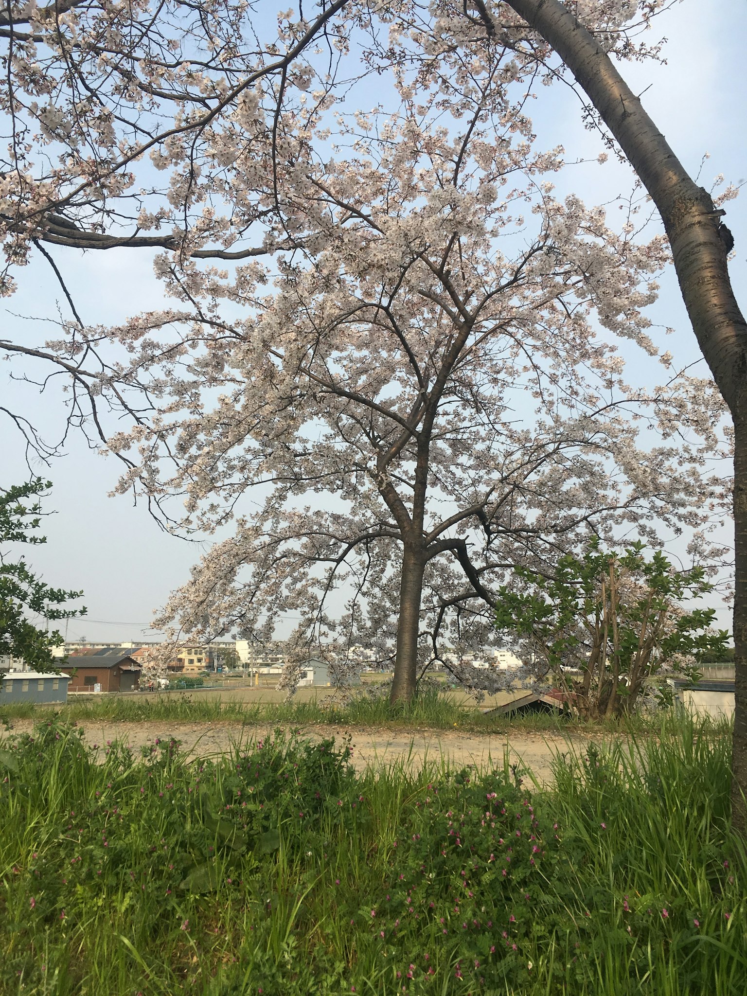 盛开的樱花树和绿色草地