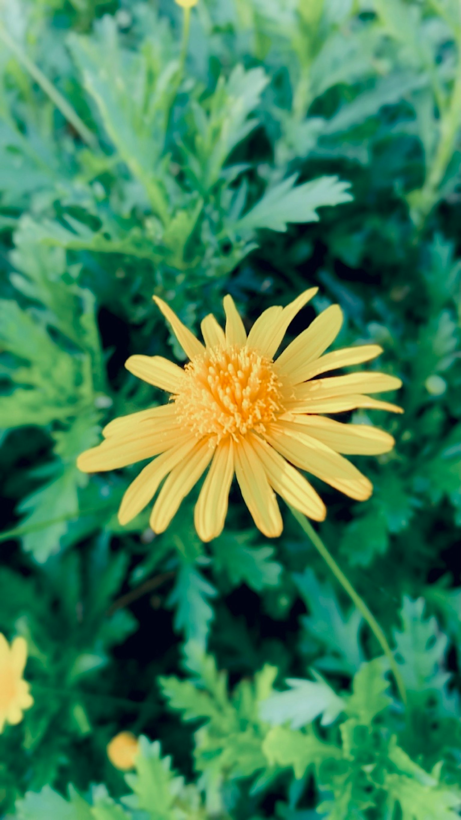 Lebendige gelbe Blume, die zwischen grünen Blättern blüht