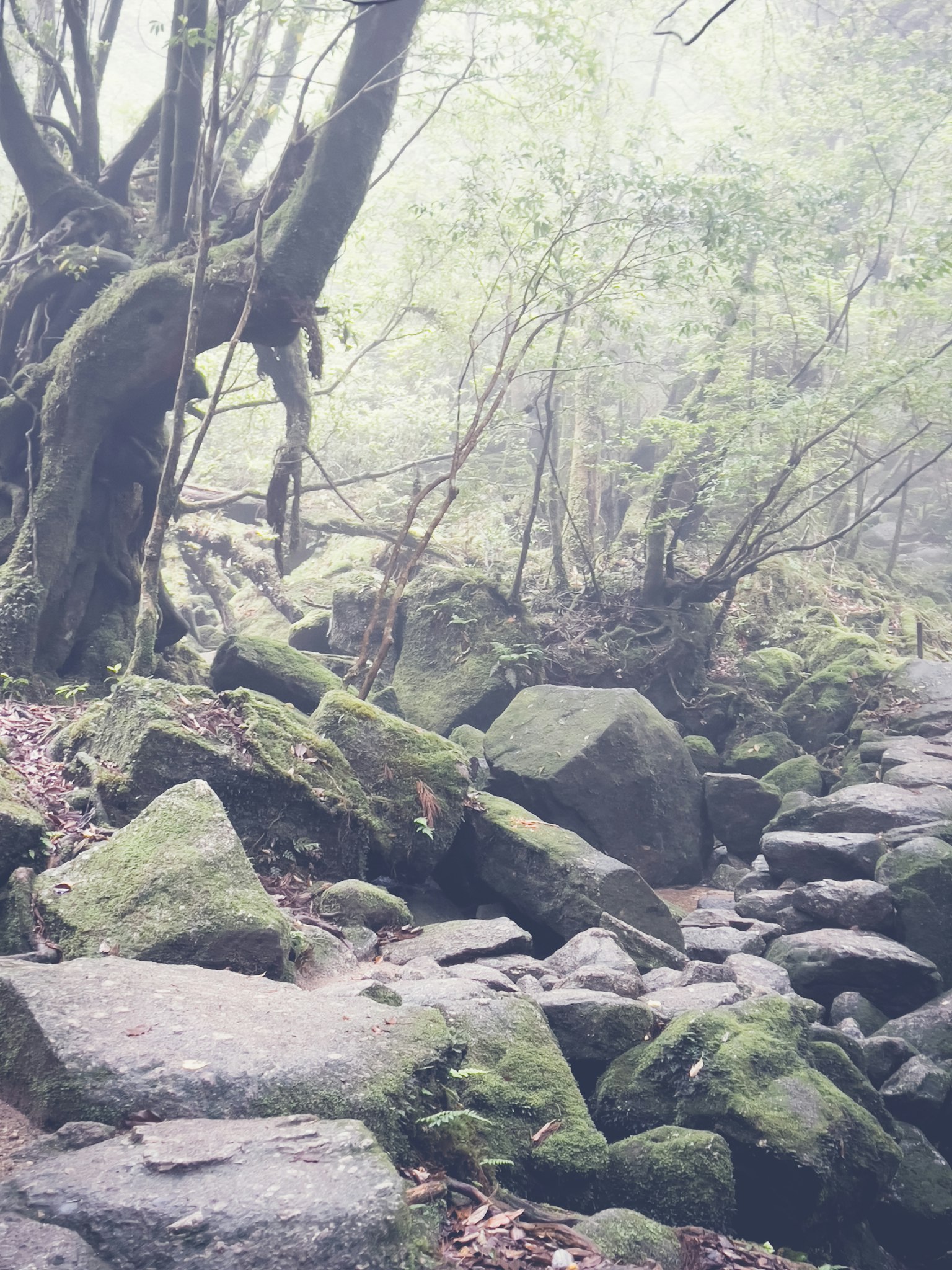A misty forest path with moss-covered rocks and trees