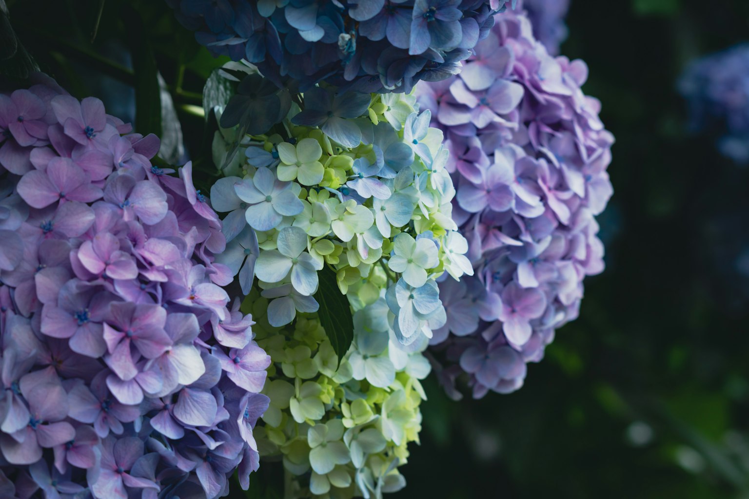 Des grappes de fleurs d'hortensia colorées sur un fond vert