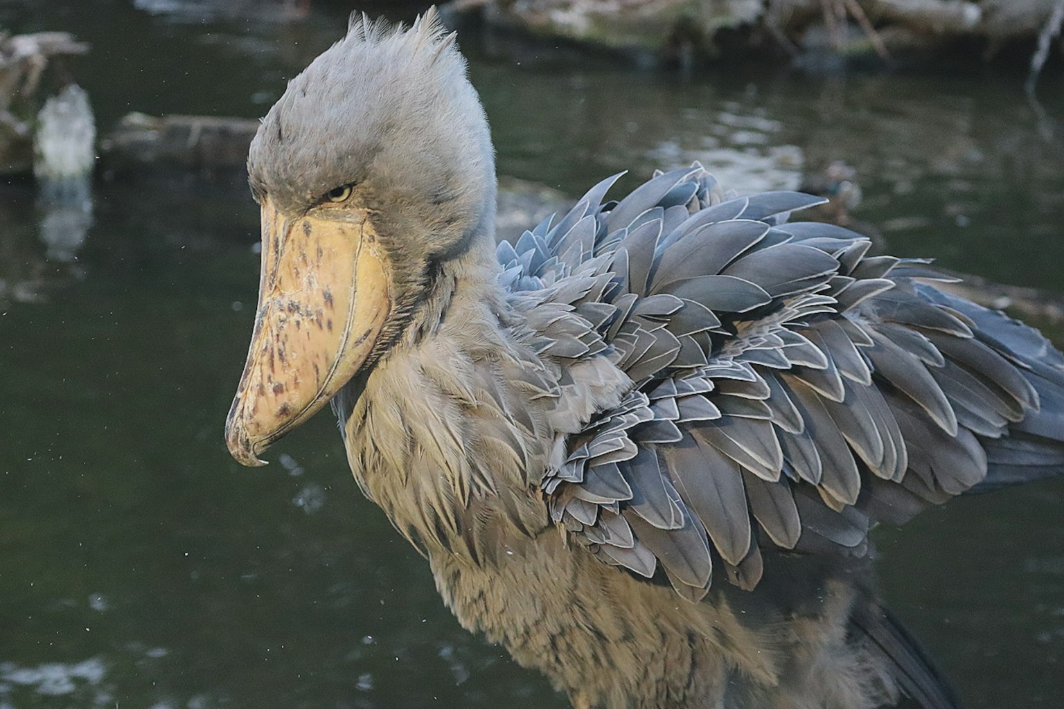 Gros plan d'un oiseau ressemblant à un oiseau-boulet près de l'eau L'oiseau a des plumes grises et les yeux fermés