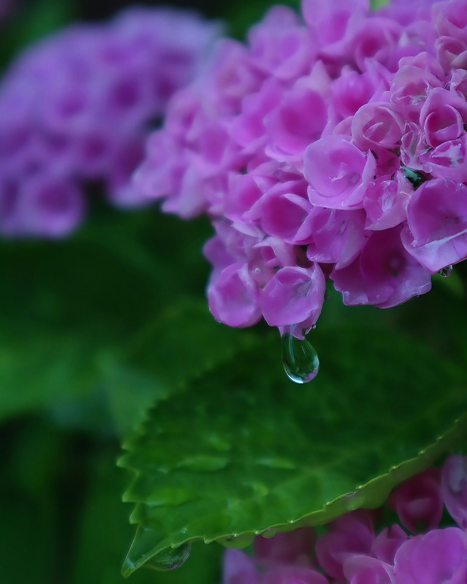 Fiore rosa con goccia d'acqua su foglia verde