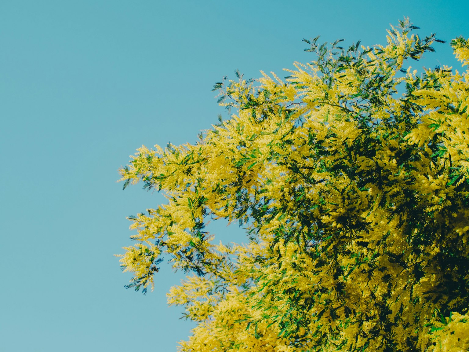 Un albero con fiori gialli brillanti contro un cielo blu chiaro