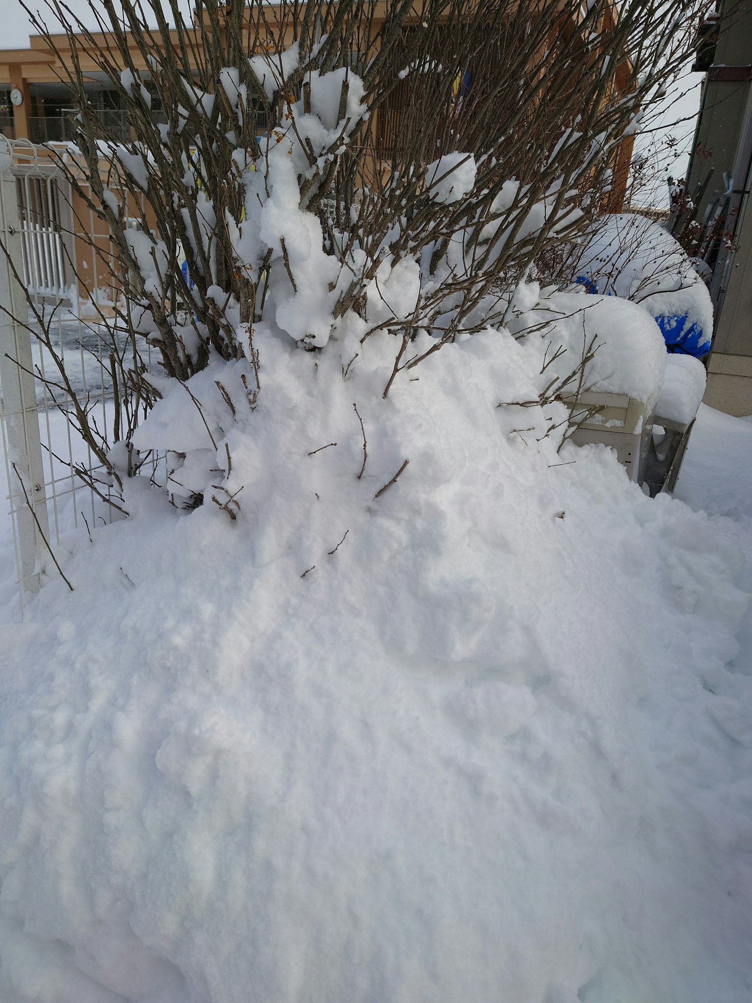 被雪覆蓋的灌木和花園場景