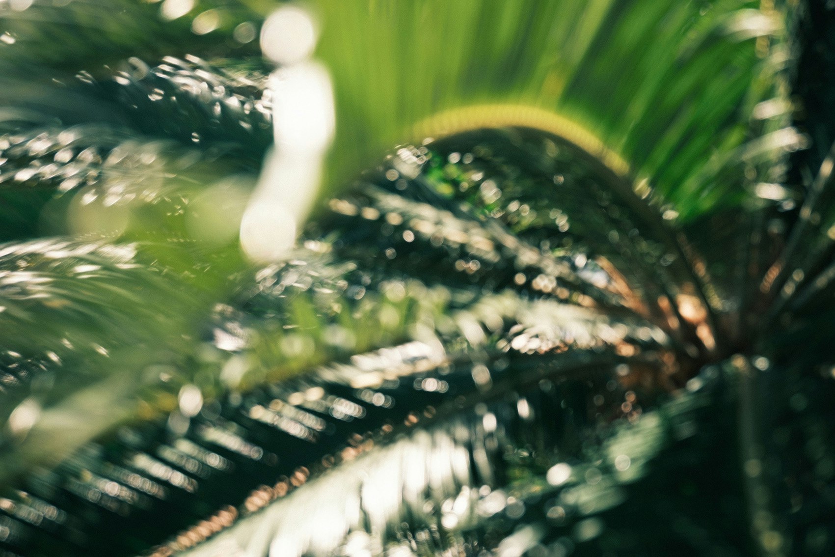 道端の植木