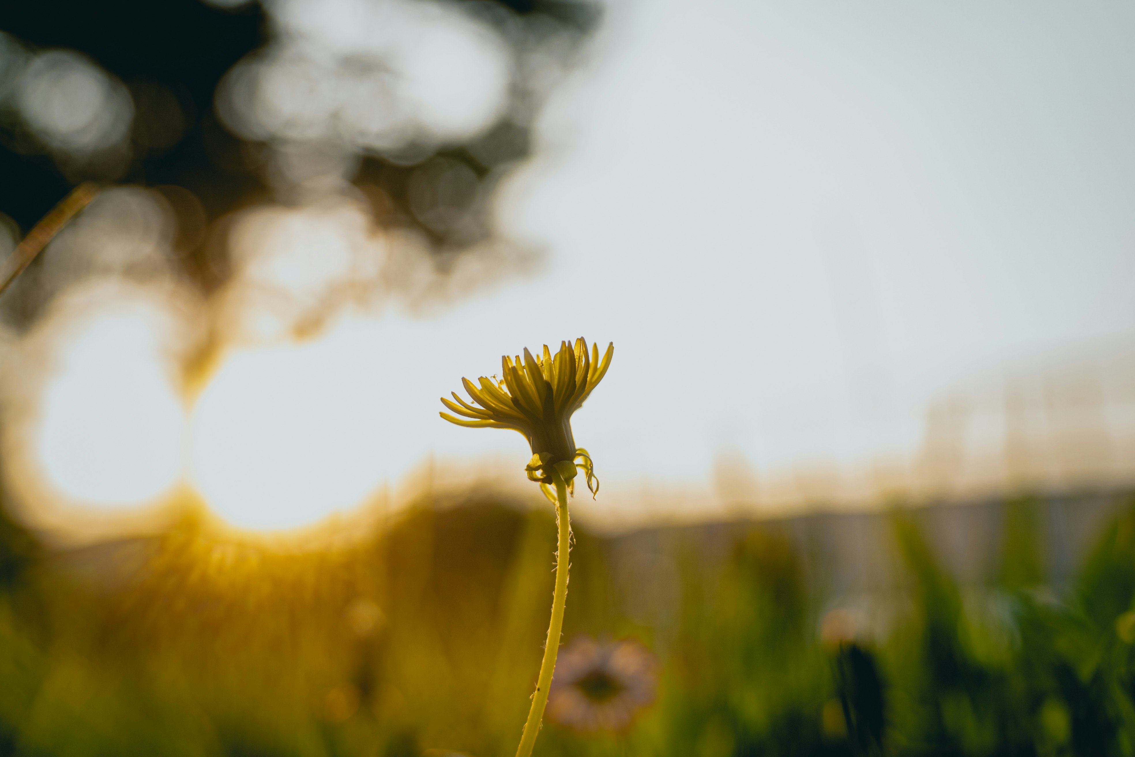 dandelion flower in a grassy field at dusk