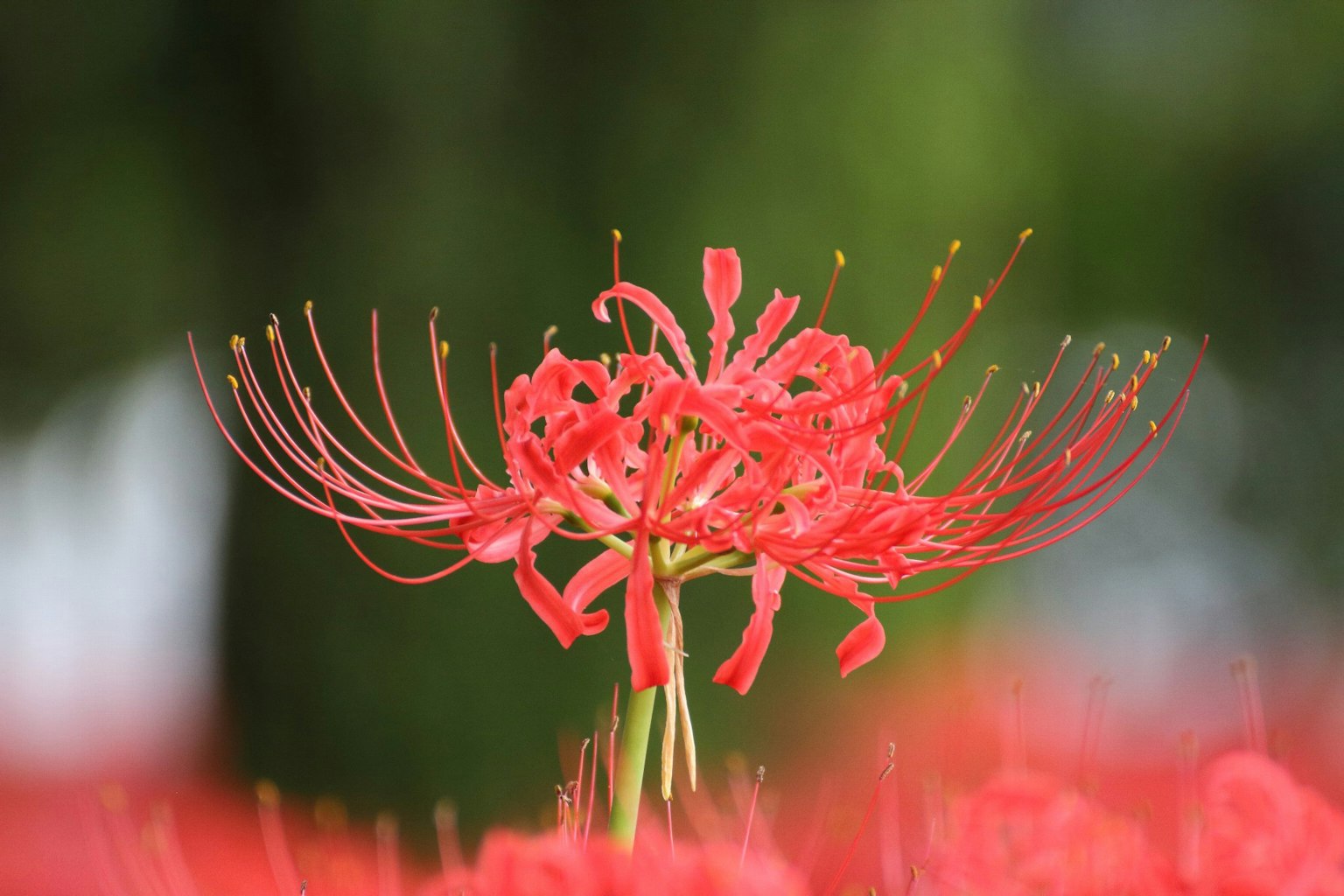 Rote Spinnenblume blüht vor unscharfem Hintergrund