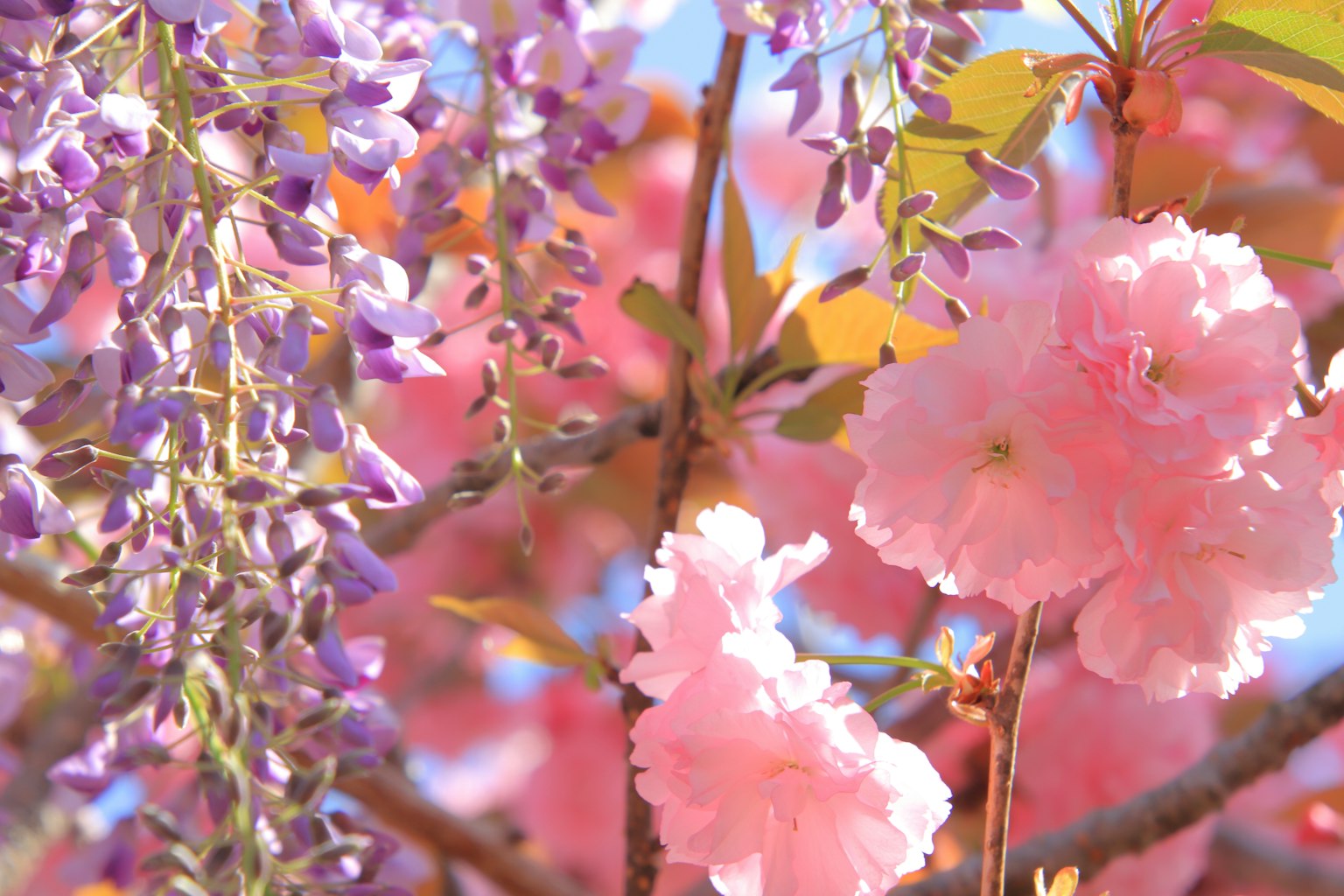 Ramo con glicine viola e fiori di ciliegio rosa