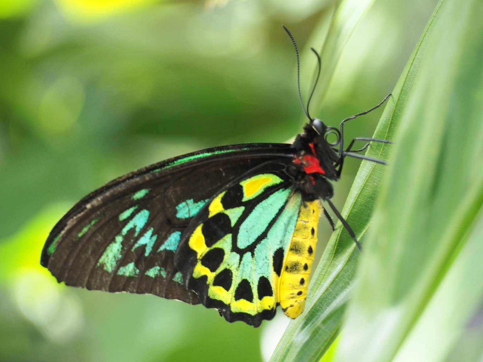 Ein lebendiger Schmetterling sitzt auf einem Blatt