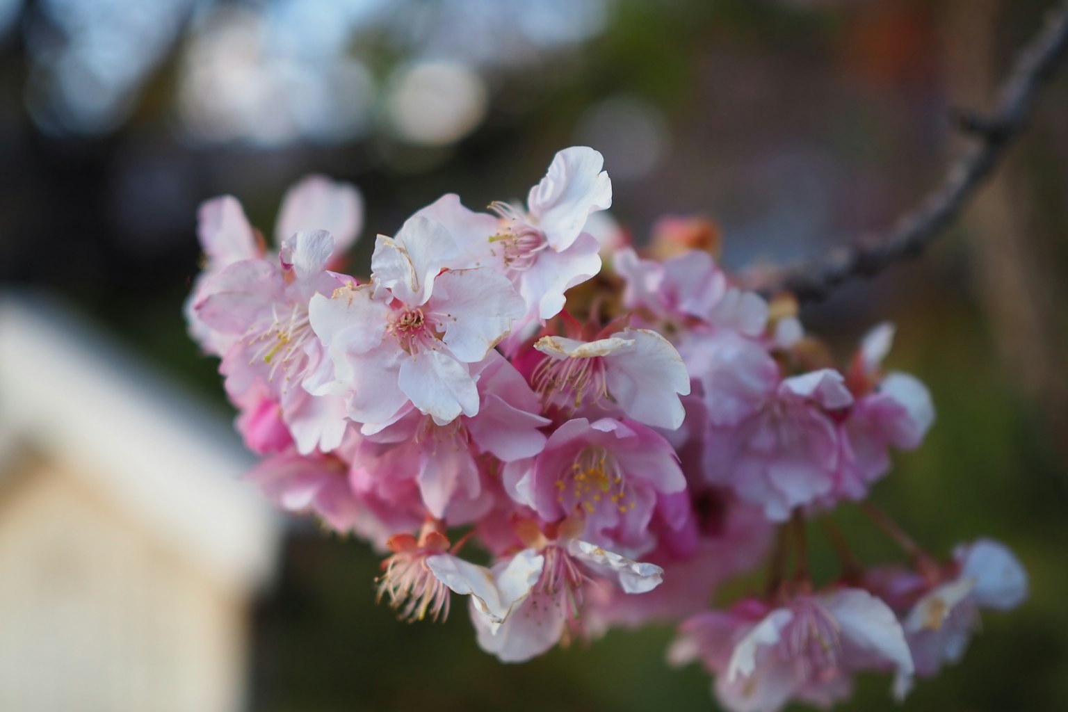 Nahaufnahme von Kirschblüten an einem Ast