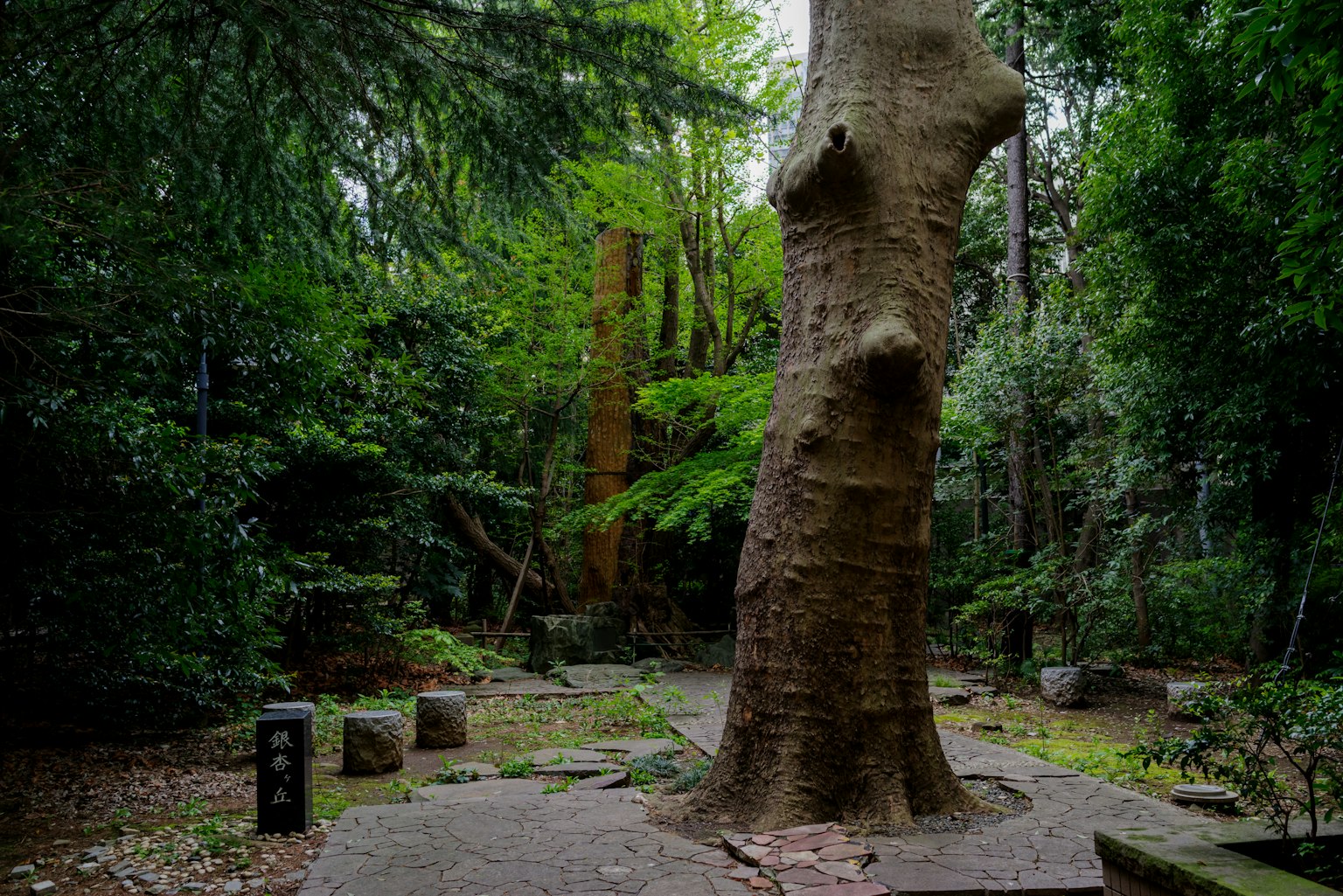 Un albero spesso in una foresta verdeggiante con strutture in pietra antiche