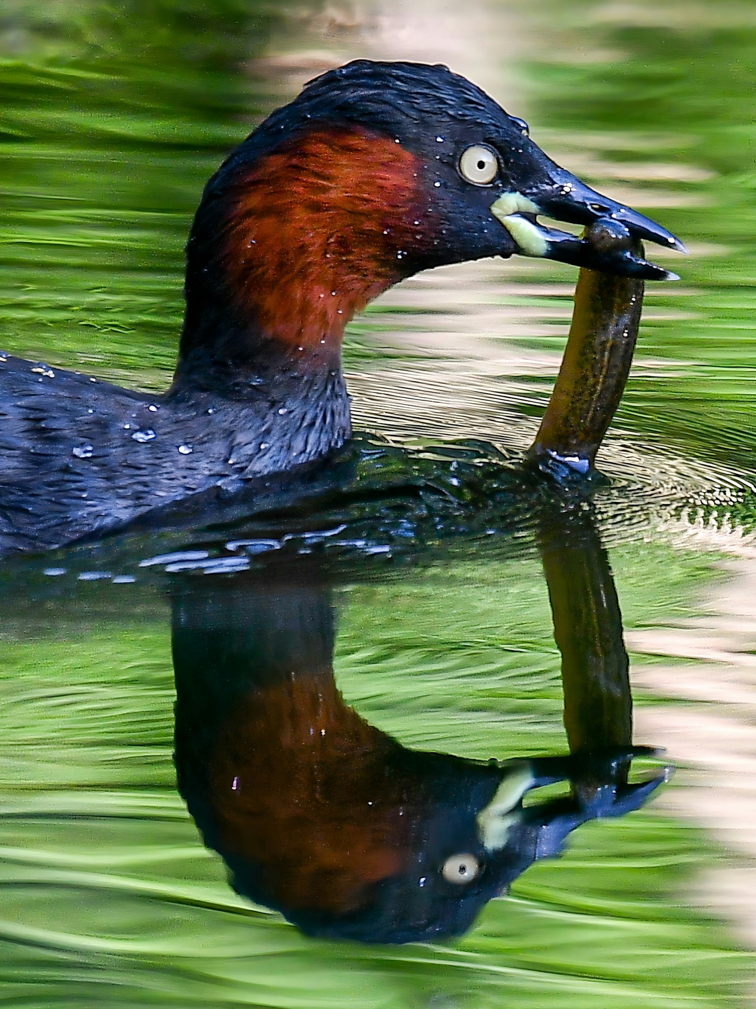 A grebe holding a fish reflected in the water