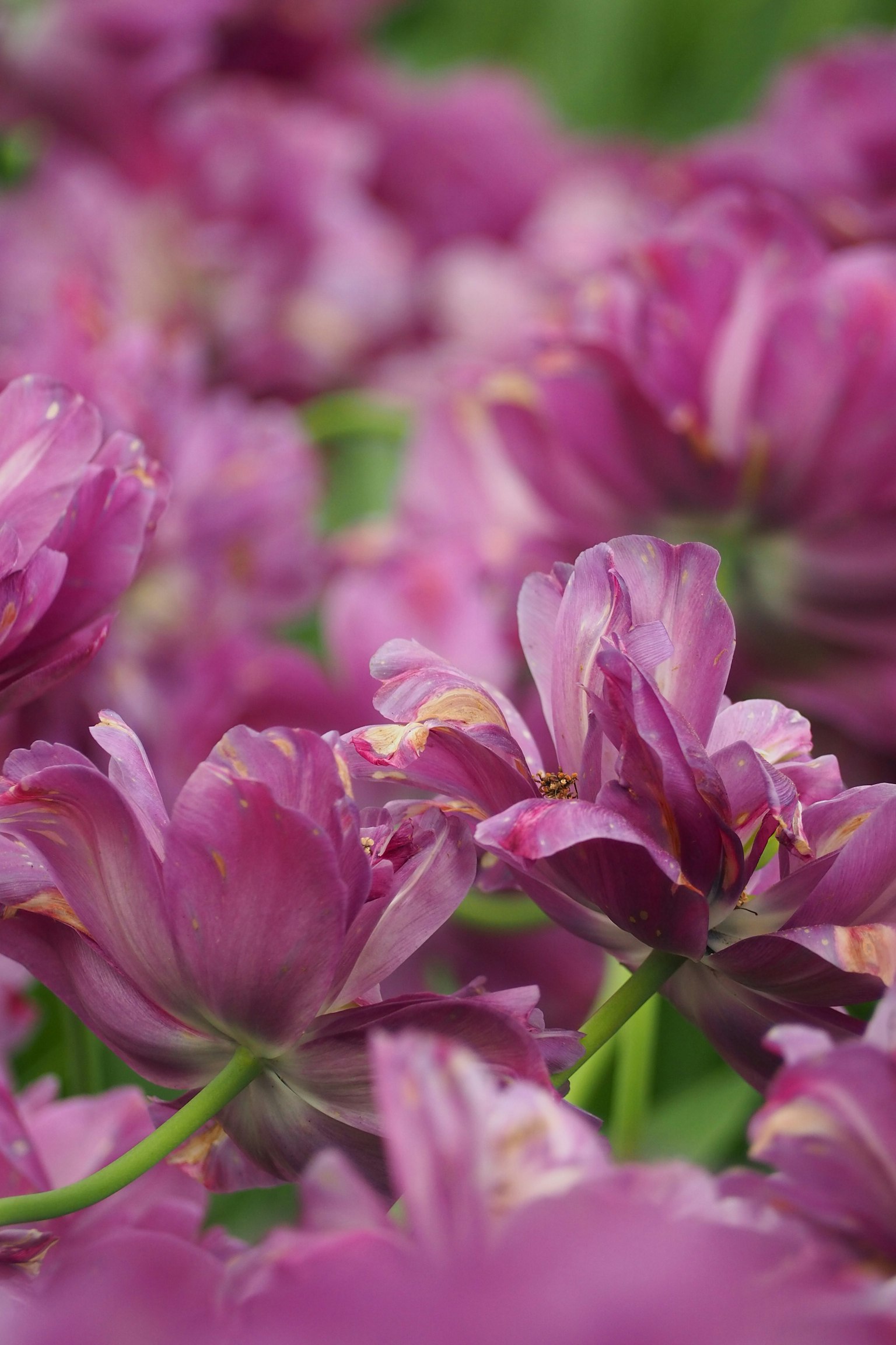 Pemandangan indah bunga tulip ungu yang mekar