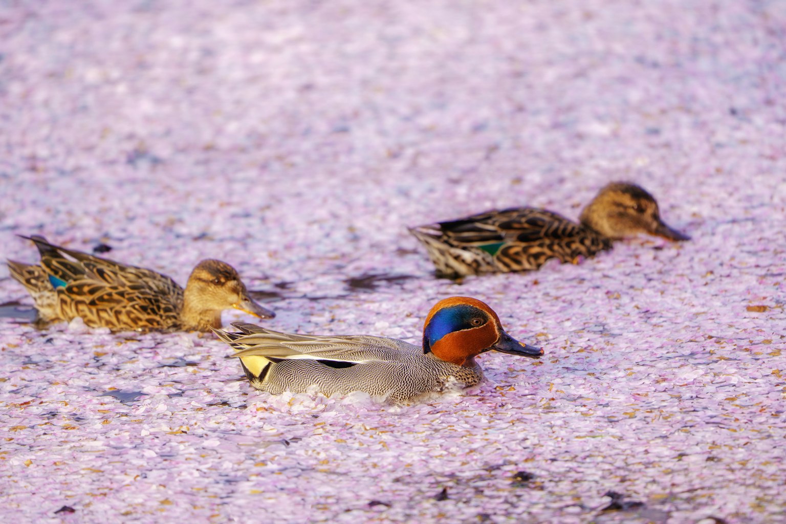 水面上漂浮的鴨子圖像，色彩斑斕的雄鴨和兩隻雌鴨