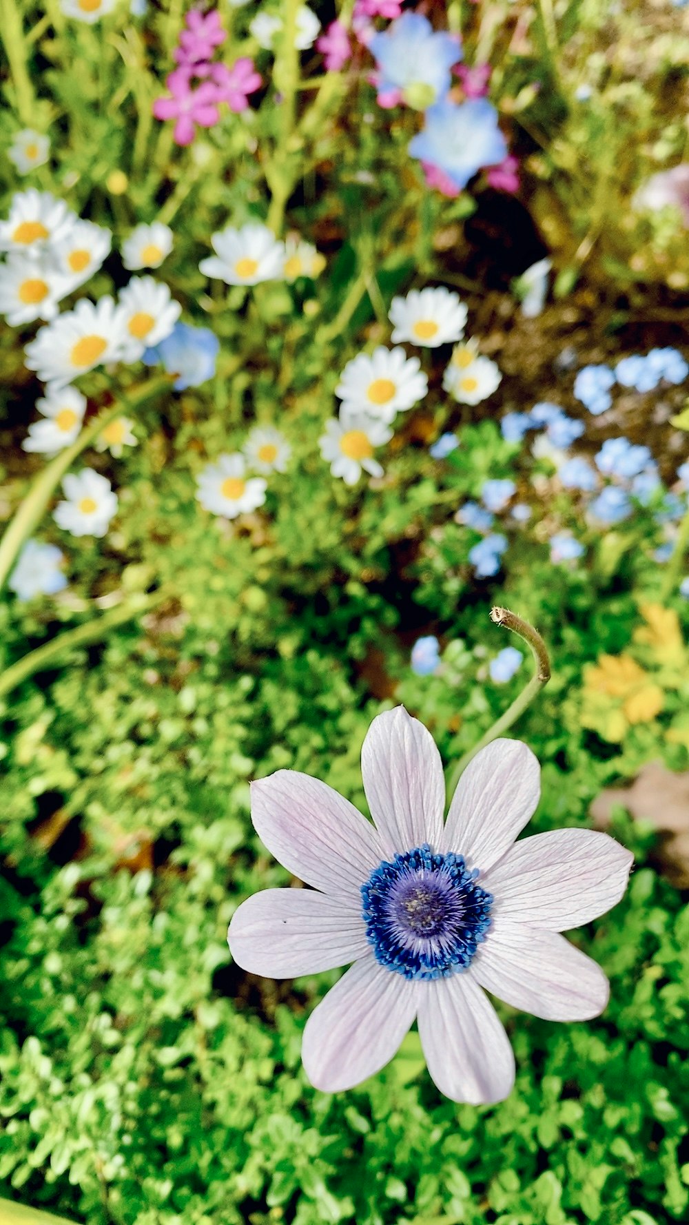芝生の上に咲く白い花と青い中心の花