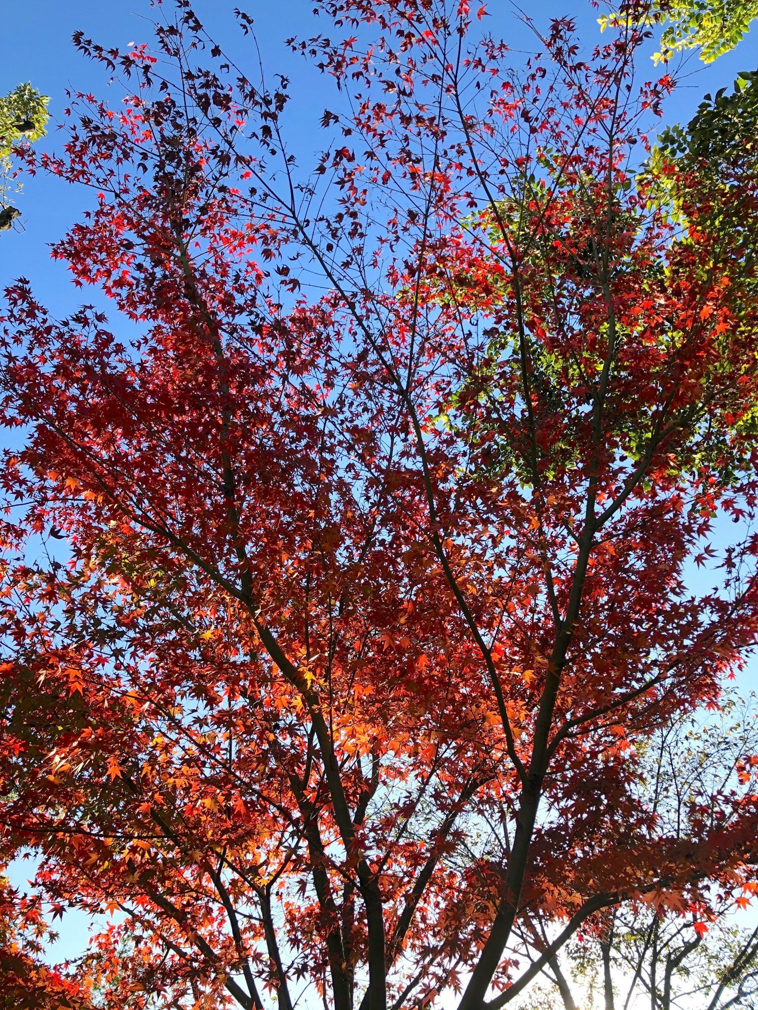 Albero con foglie rosse e arancioni vivaci sotto un cielo blu