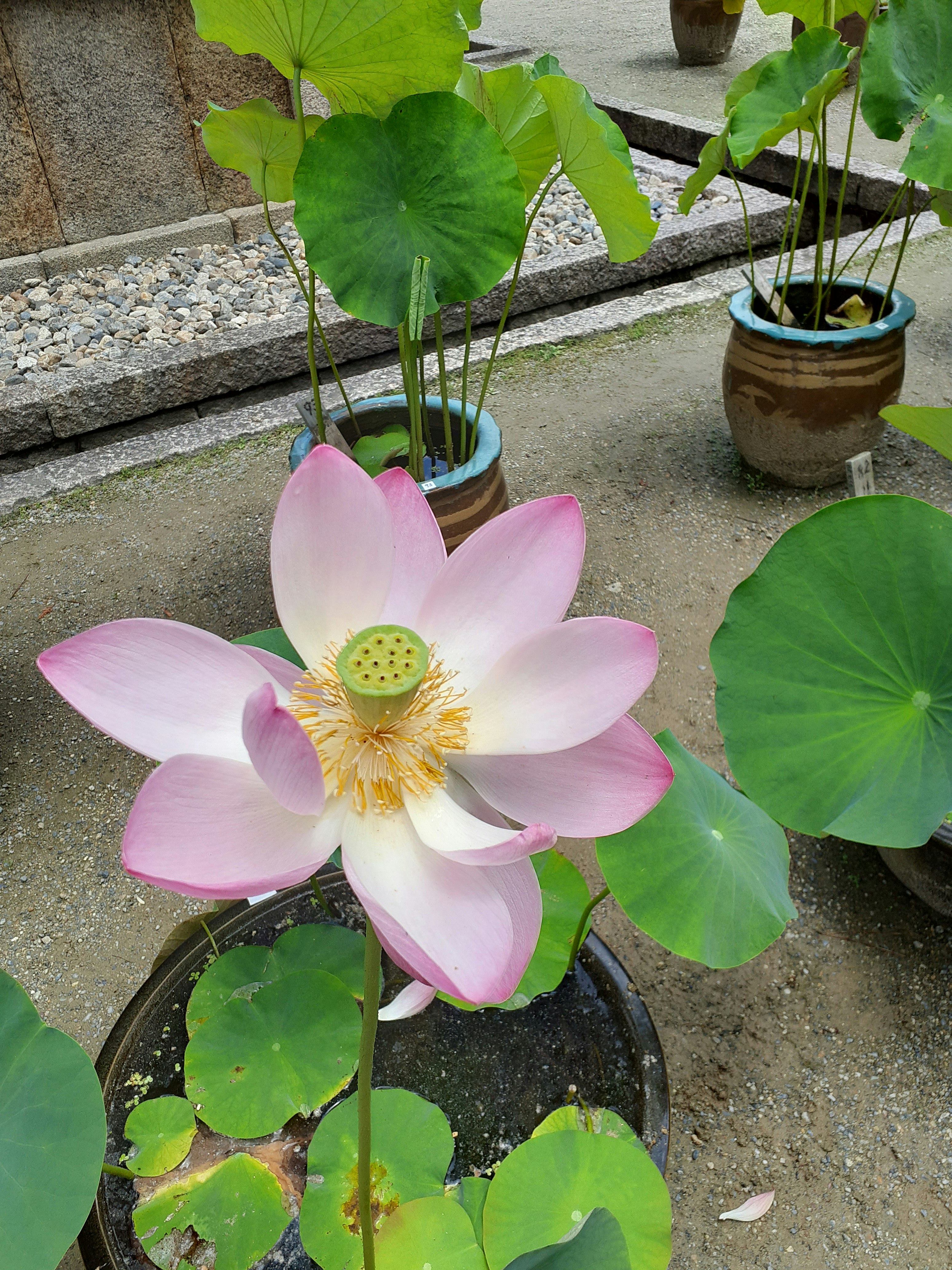 盆栽莲花与睡莲叶的庭院景