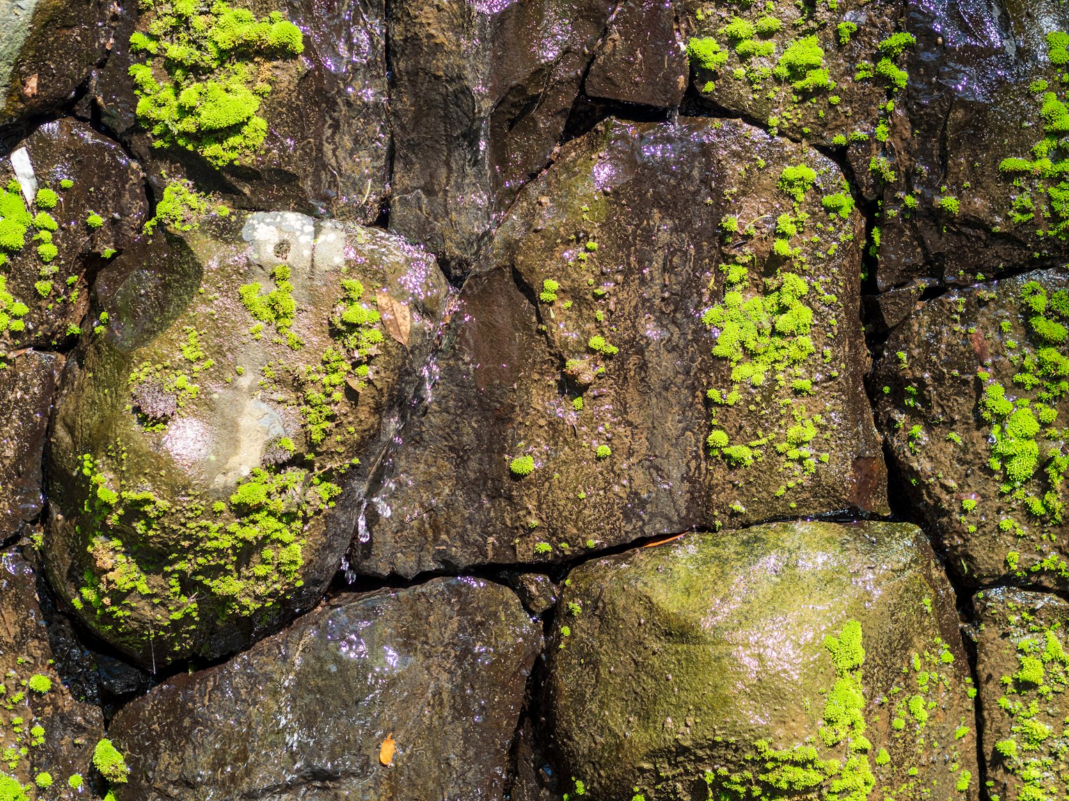 Primo piano di un muro di pietre muschiose con muschio verde in evidenza