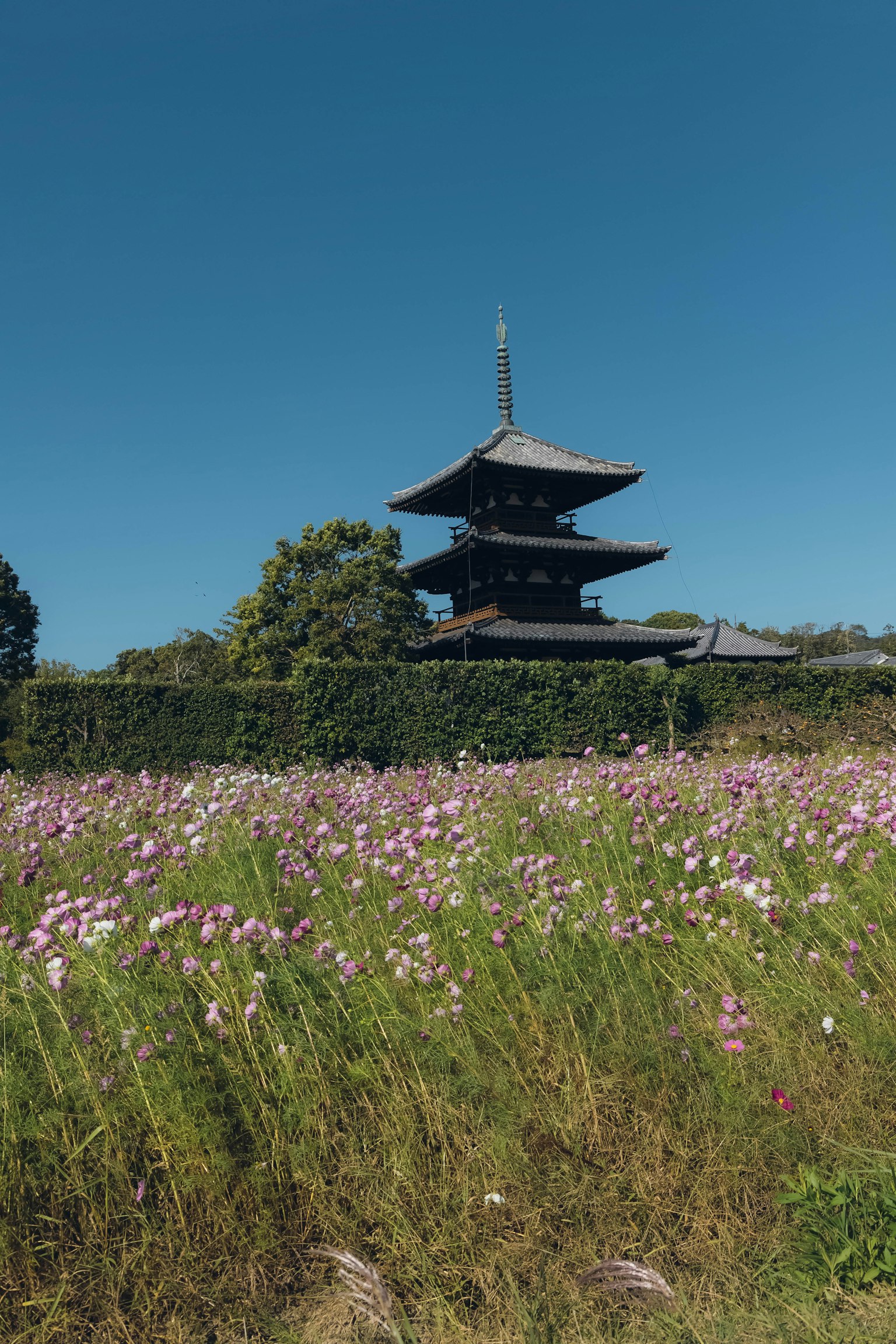 Eine schöne dreistöckige Pagode unter einem blauen Himmel mit bunten Kosmosblumen im Vordergrund