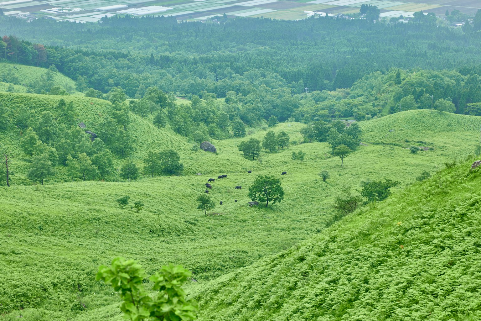 Colinas verdes y árboles en un paisaje escénico