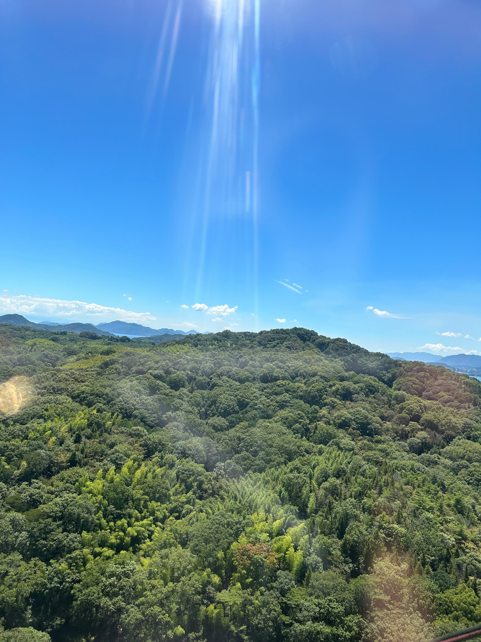 Vista de un bosque verde bajo un cielo azul claro