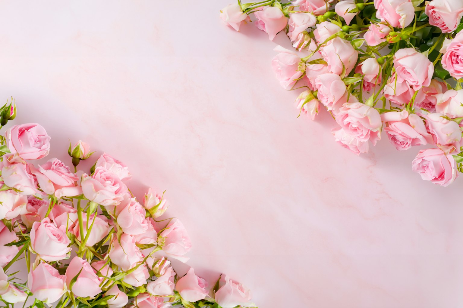 柔和粉色背景上的粉色玫瑰花束