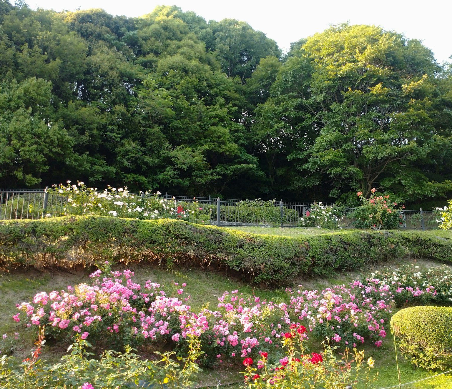 Jardin de roses magnifique entouré d'arbres verts luxuriants