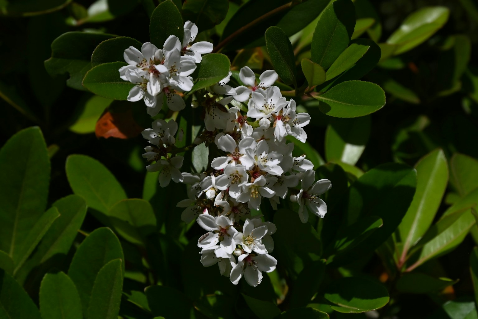 Close-up of white flowers with green leaves