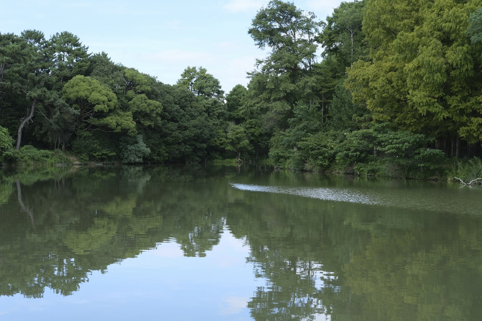 Calm river with lush green trees