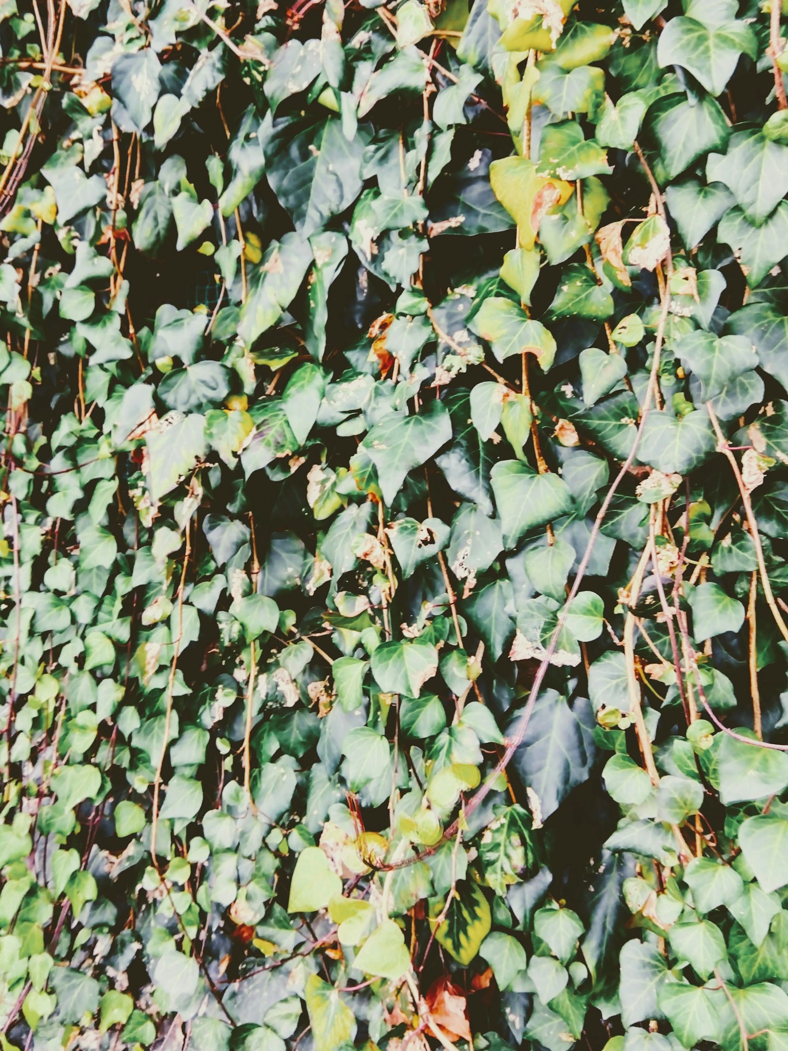 Lierre vert grimpant sur un mur