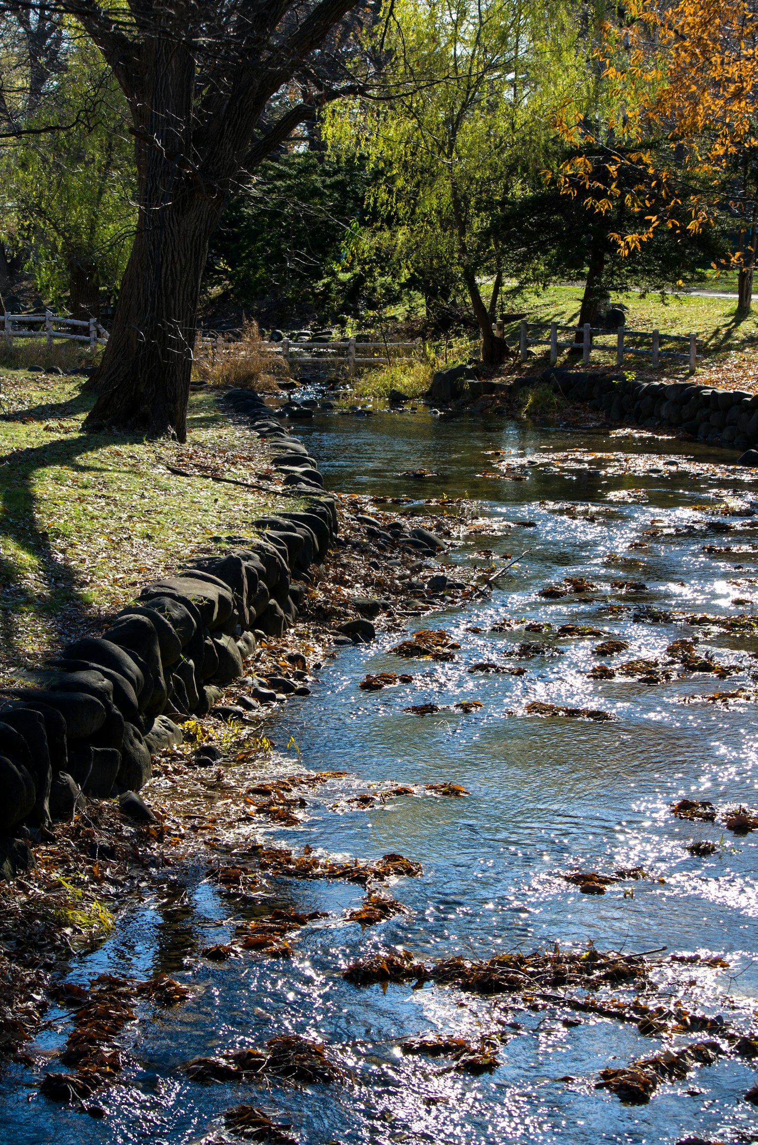 Ruisseau calme avec paysage naturel environnant