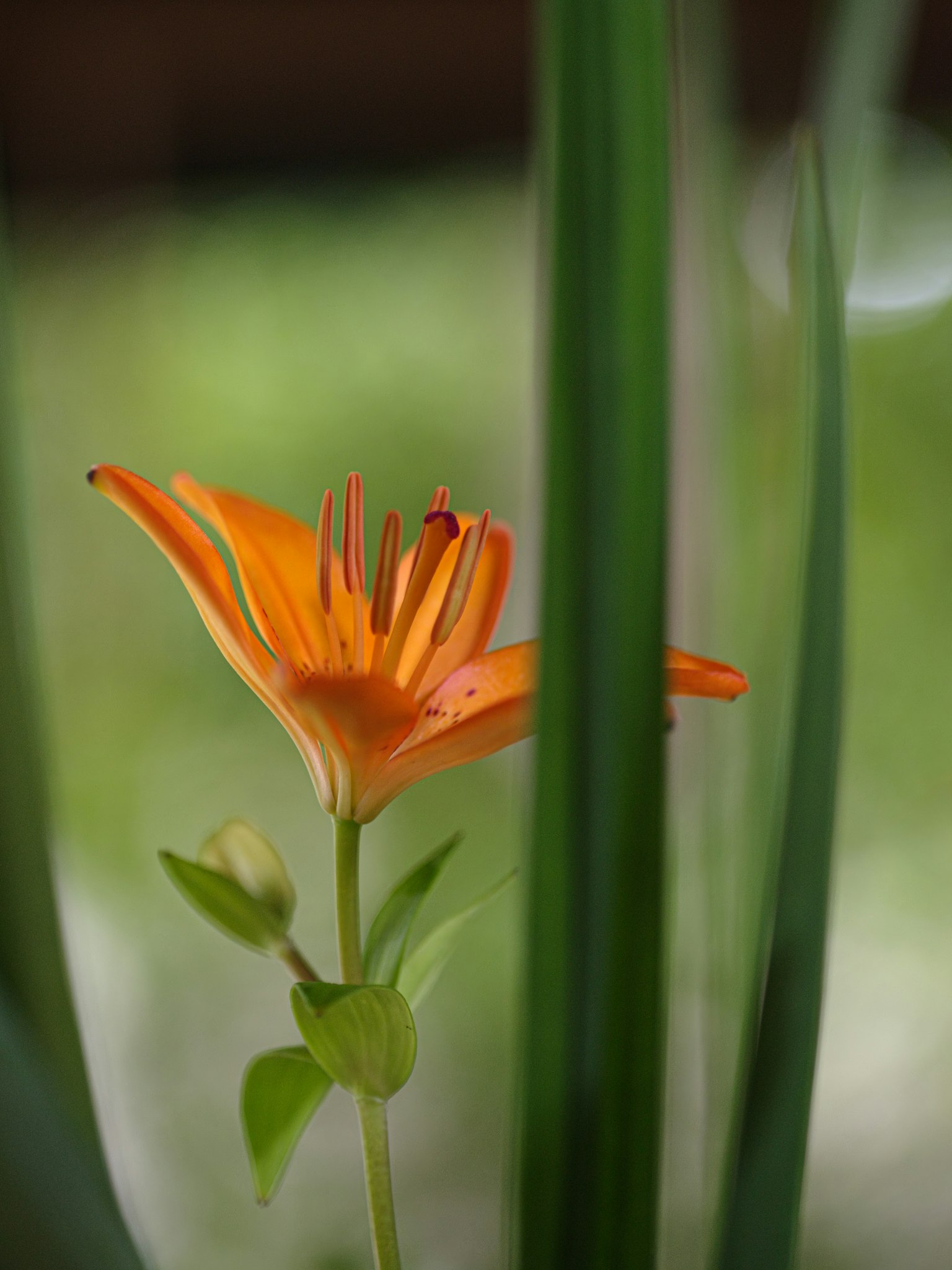 Fiore arancione circondato da foglie verdi