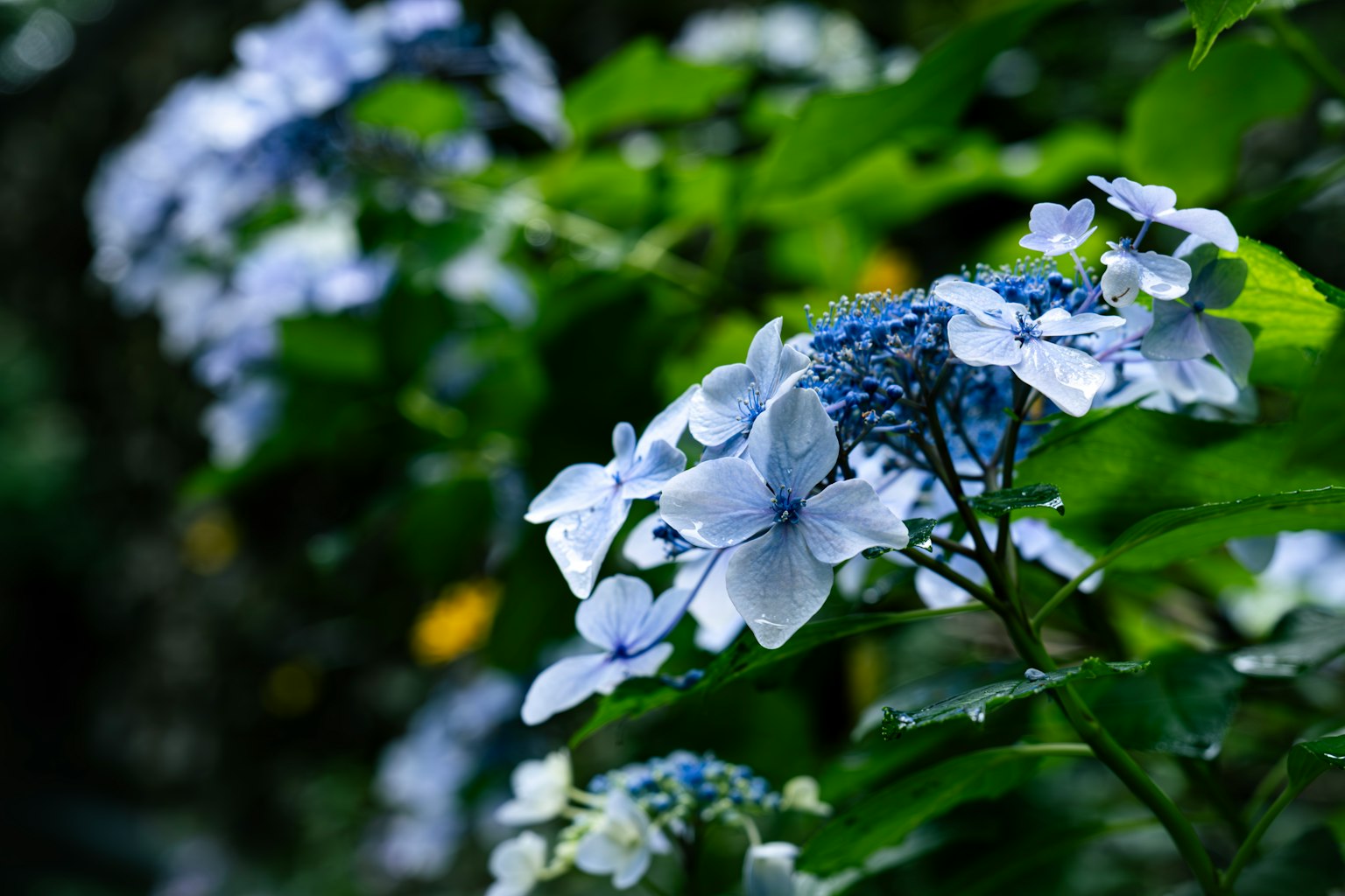 蓝色绣球花在绿色叶子间盛开