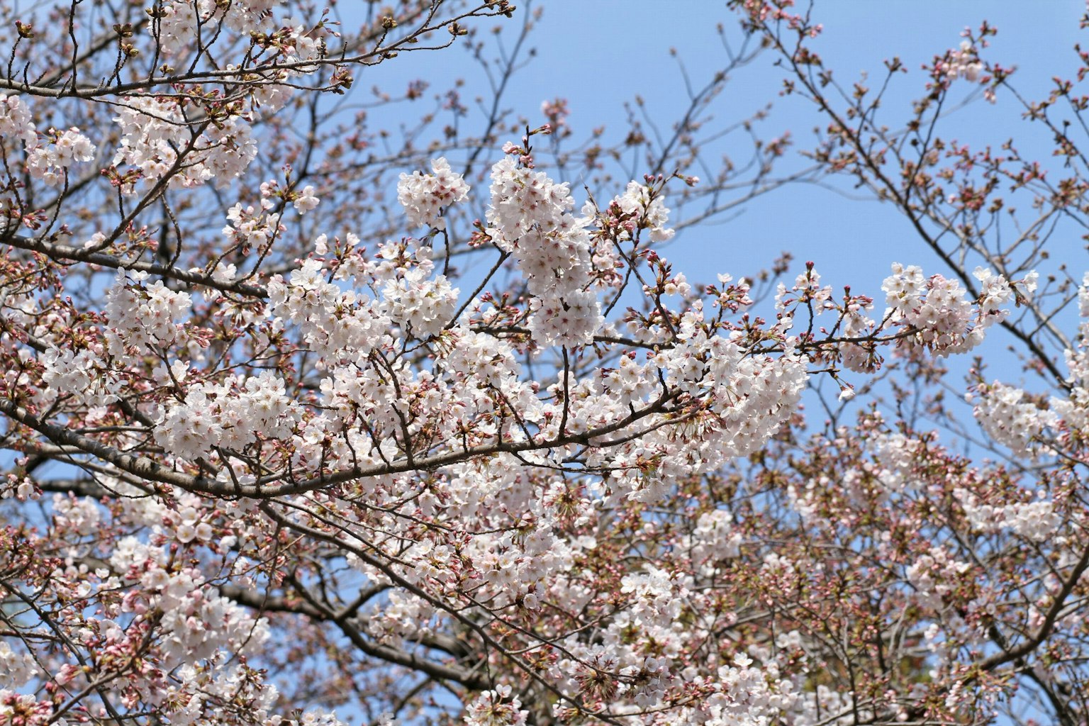 Kedekatan cabang bunga sakura di bawah langit biru