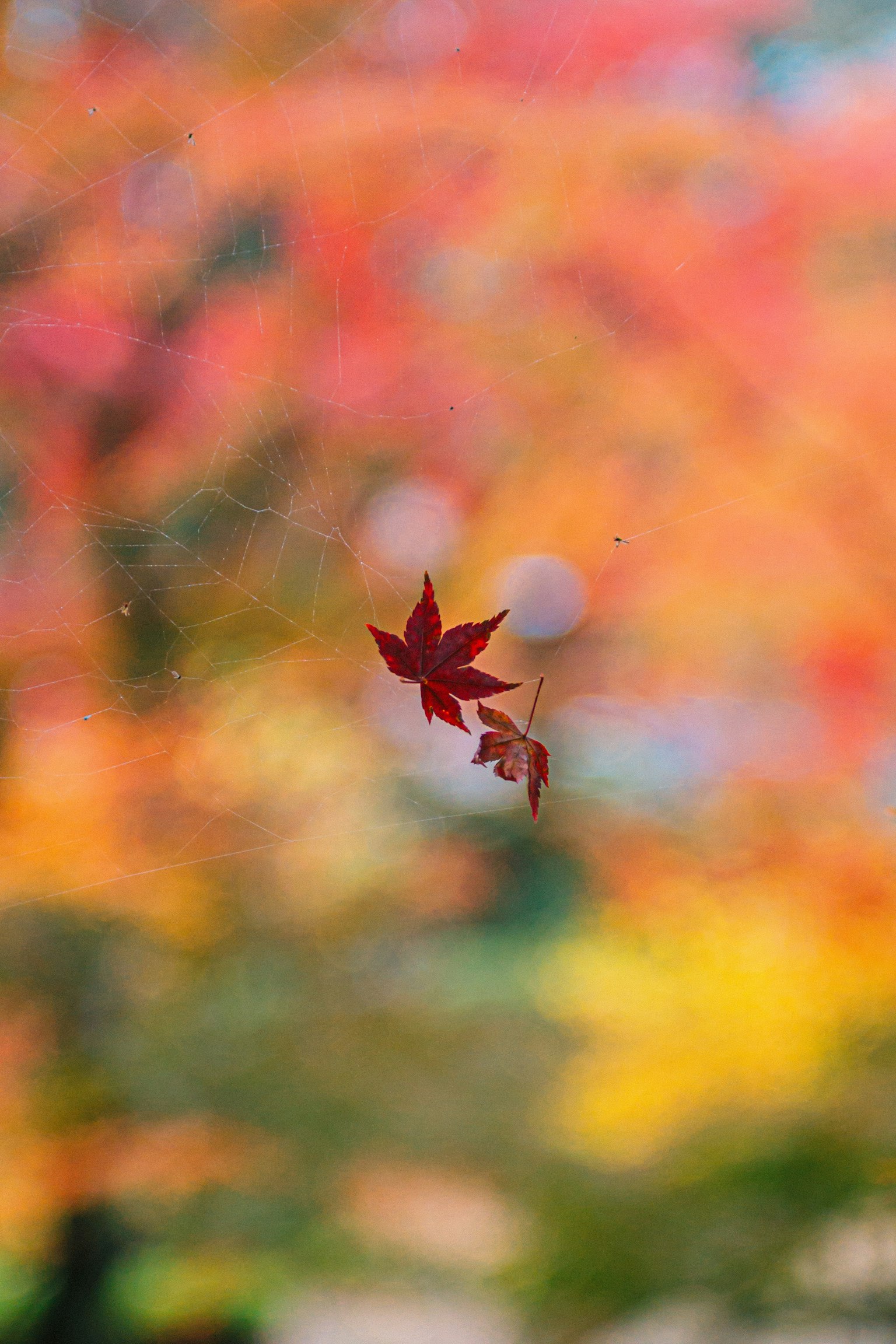 秋の紅葉の背景に浮かぶ赤い葉