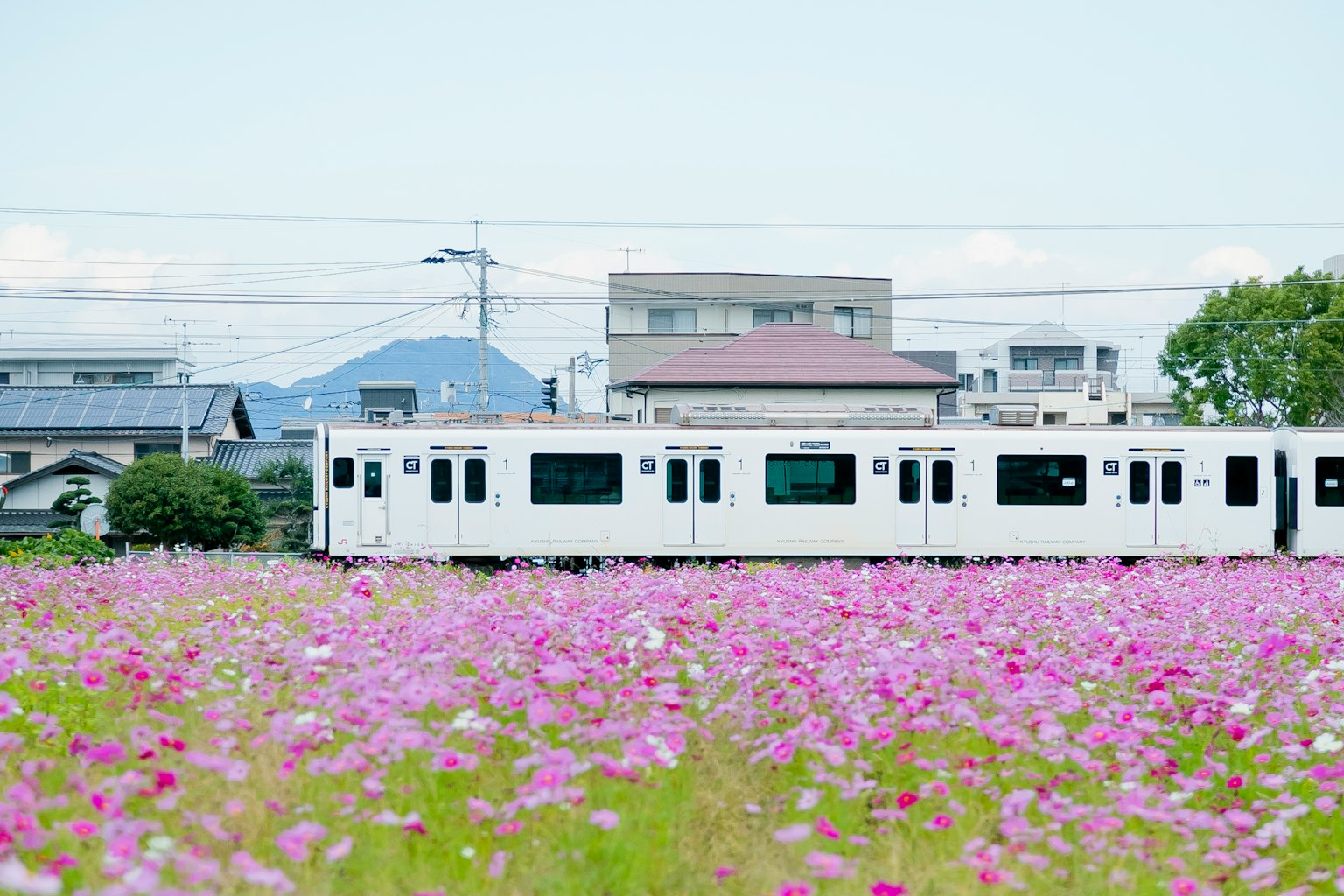 一列白色火車經過紫色花田